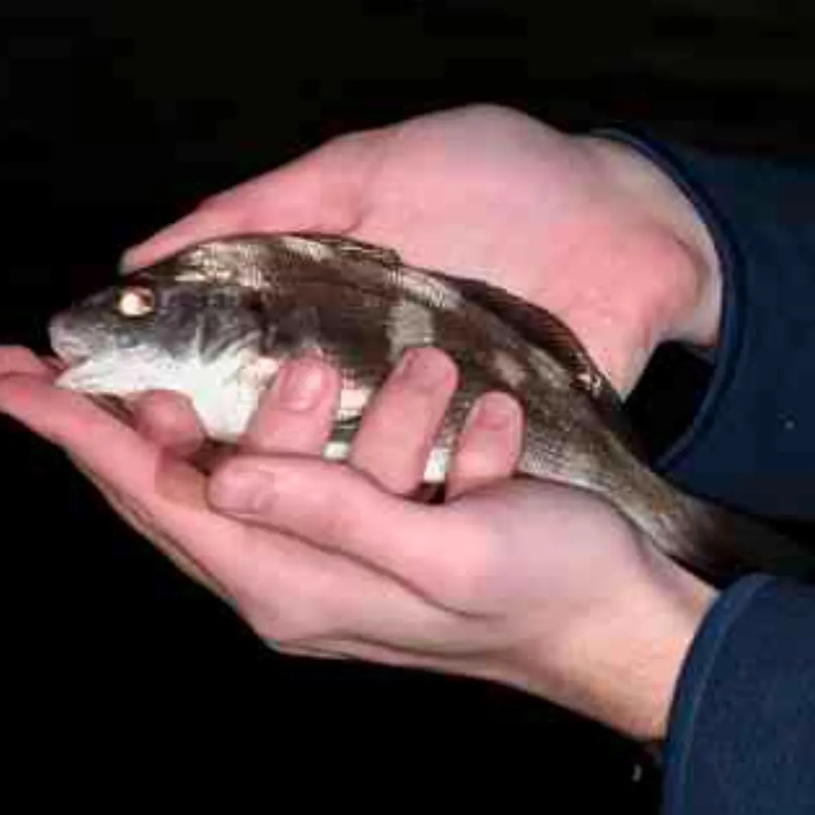 The most recent Black croaker catches on Fishbrain