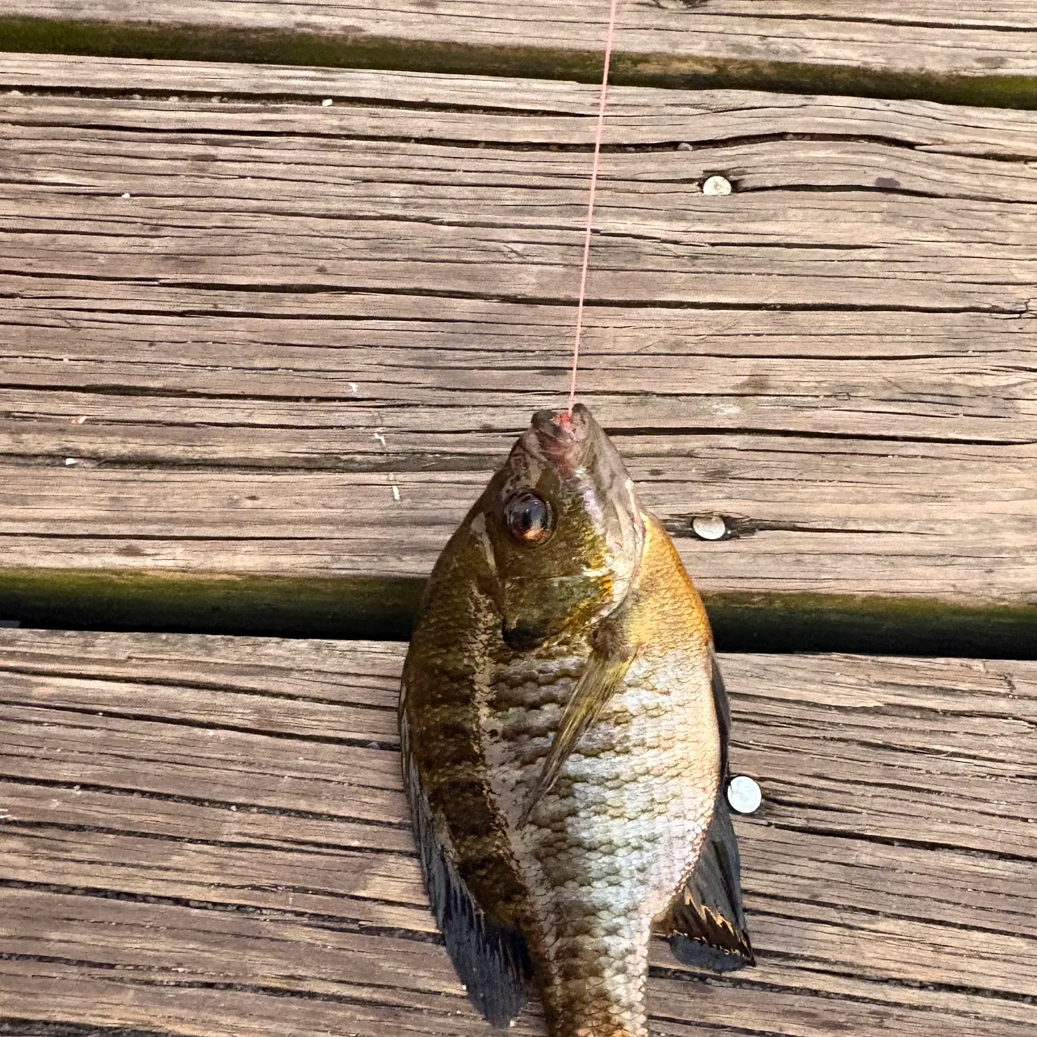 The most recent Coppernose bluegill catches on Fishbrain
