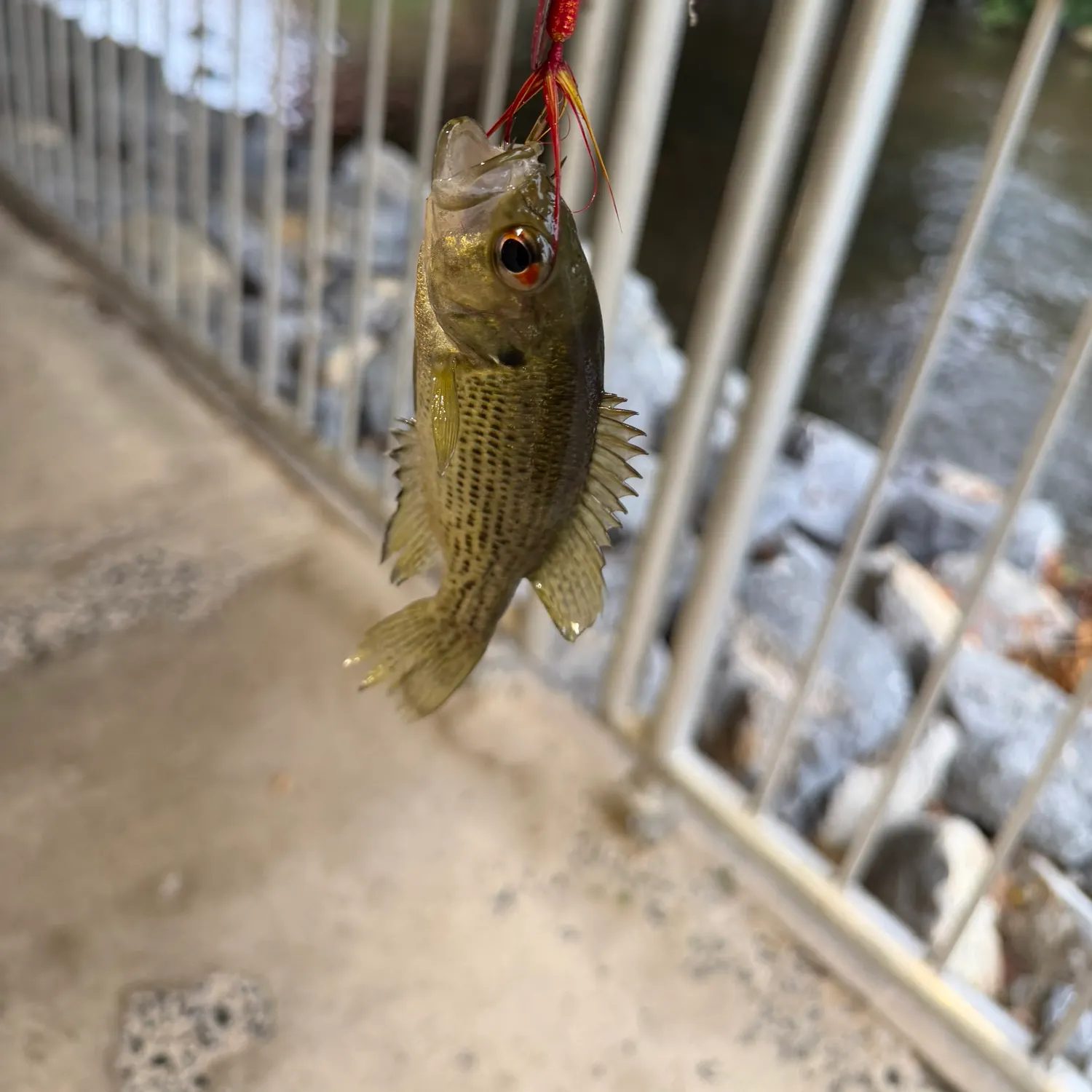 Fish caught on Fishbrain