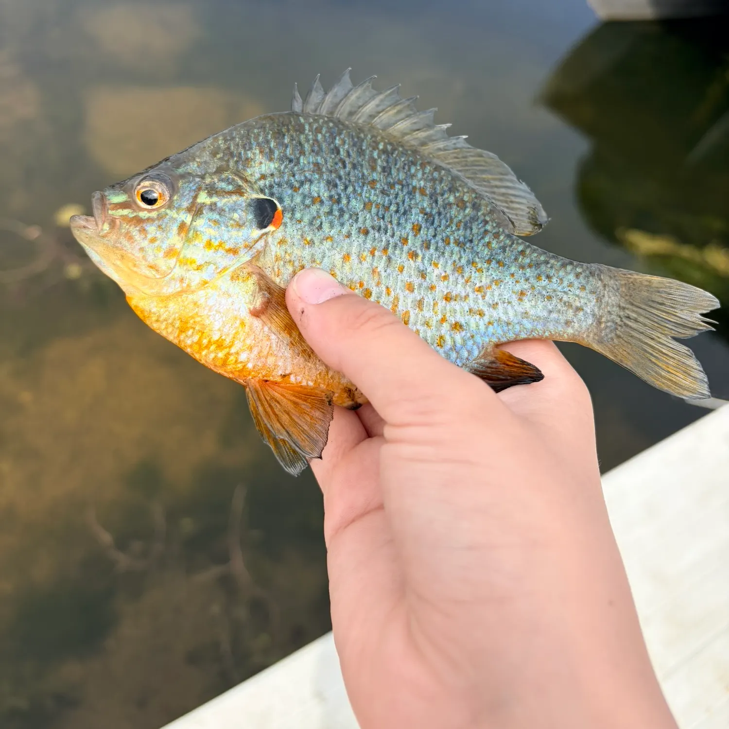 The most recent Orangespotted sunfish catches on Fishbrain