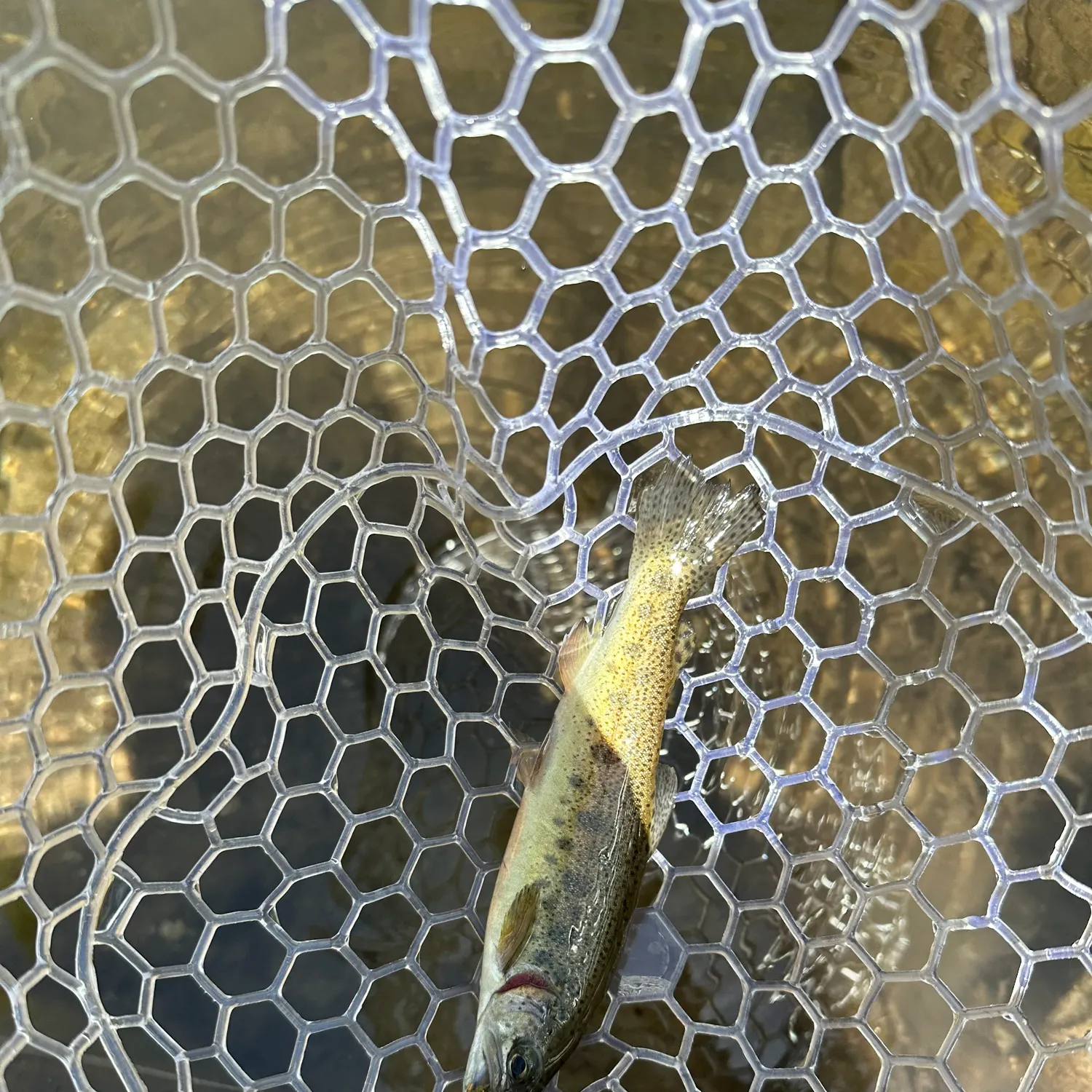 The most recent Gila trout catches on Fishbrain
