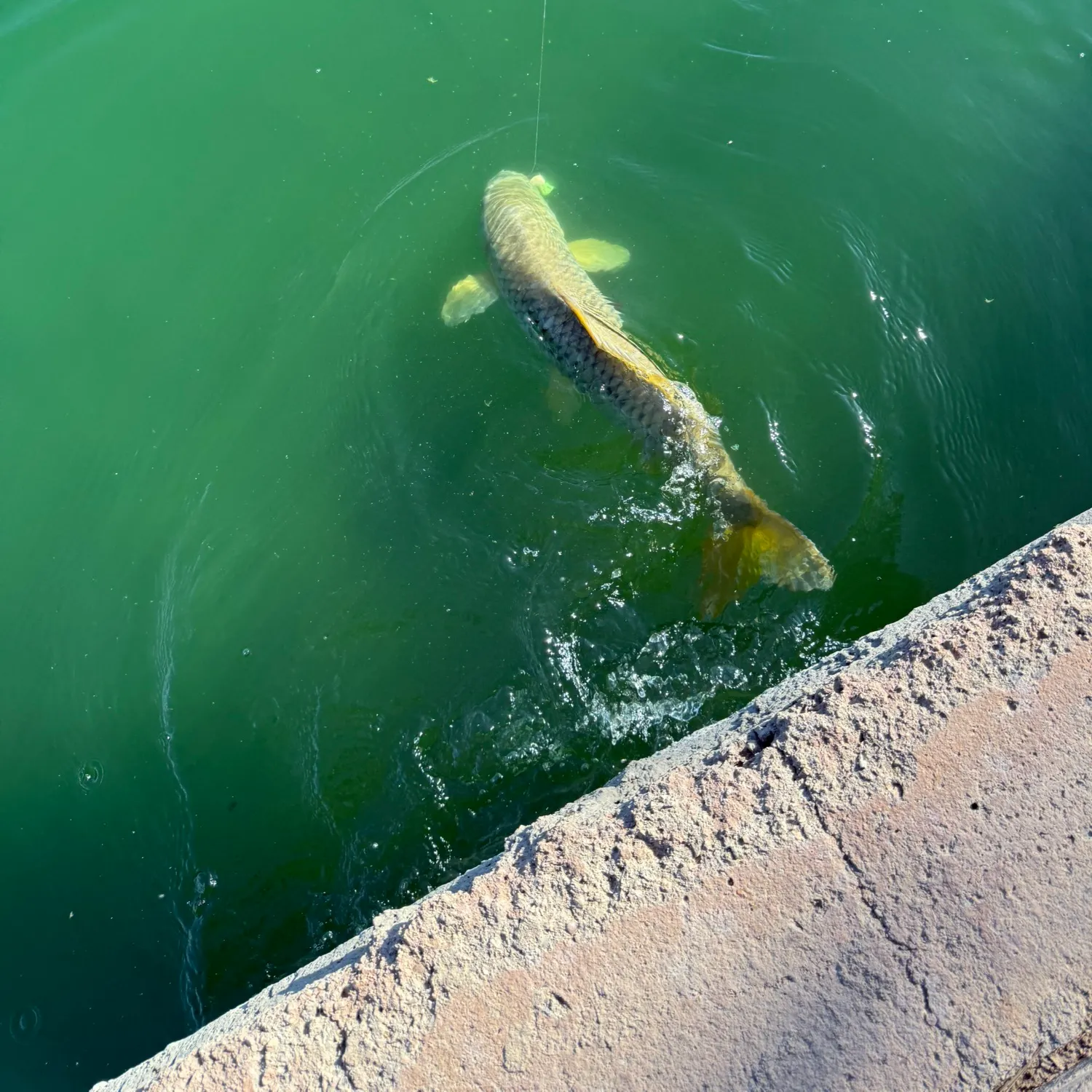 Common carp caught on Fishbrain
