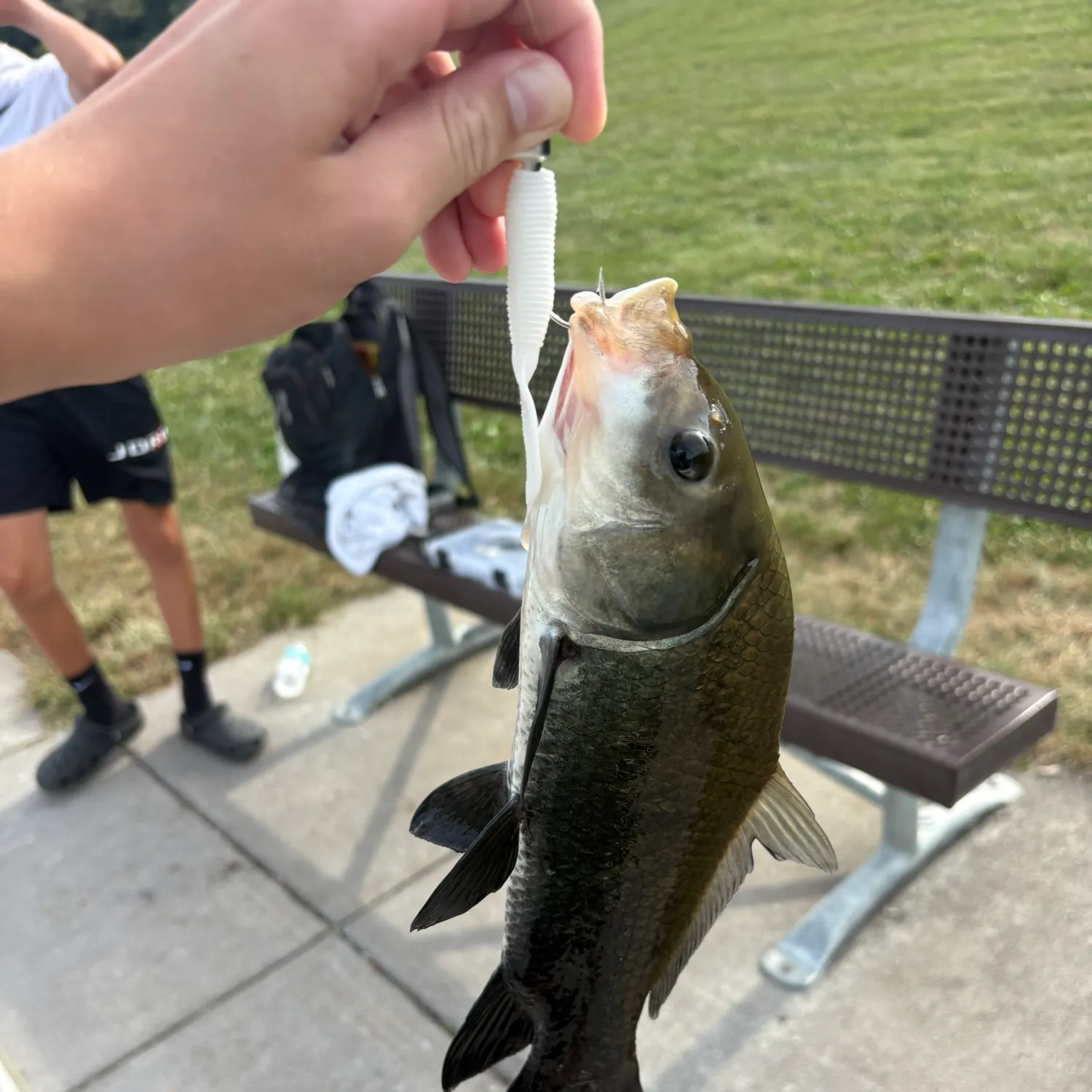 The most recent Black buffalo catches on Fishbrain