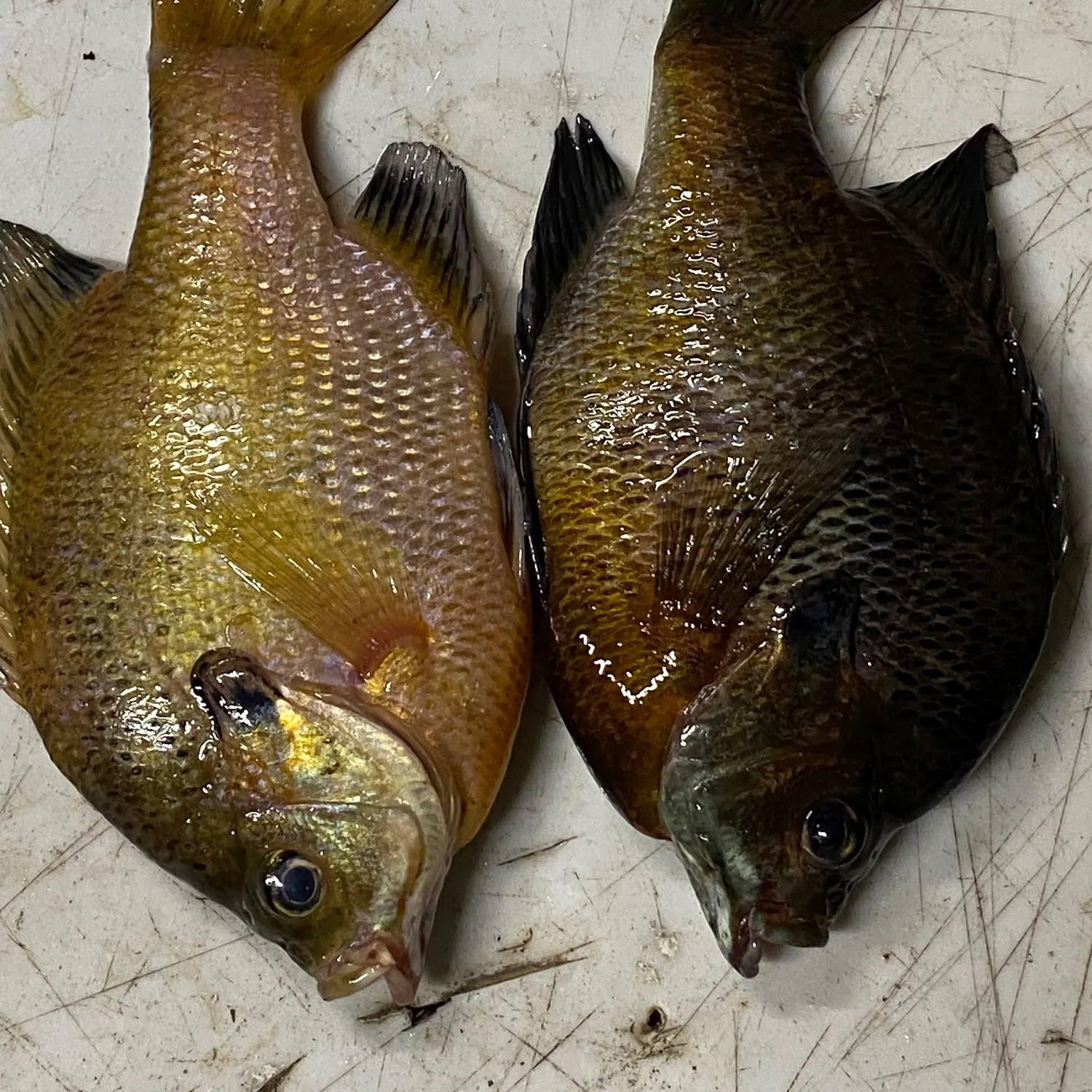 recently logged catches