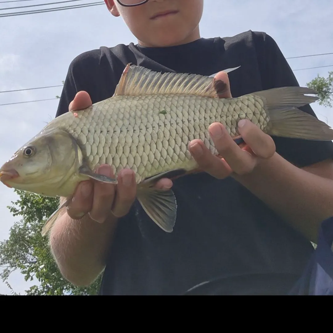 F1 carp caught on Fishbrain