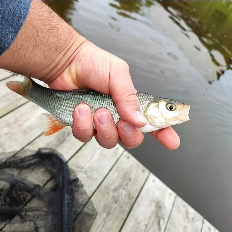 European chub caught on Fishbrain