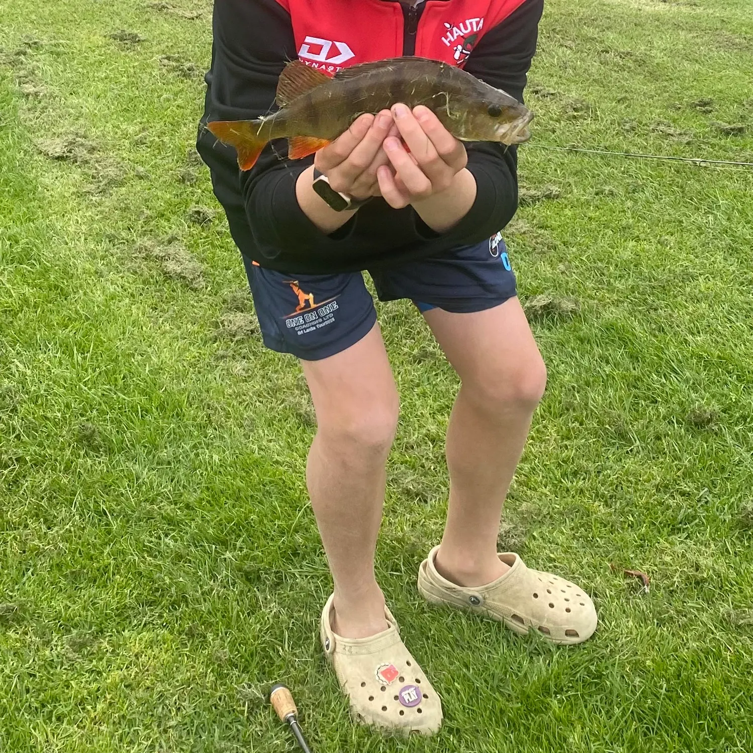European perch caught on Fishbrain