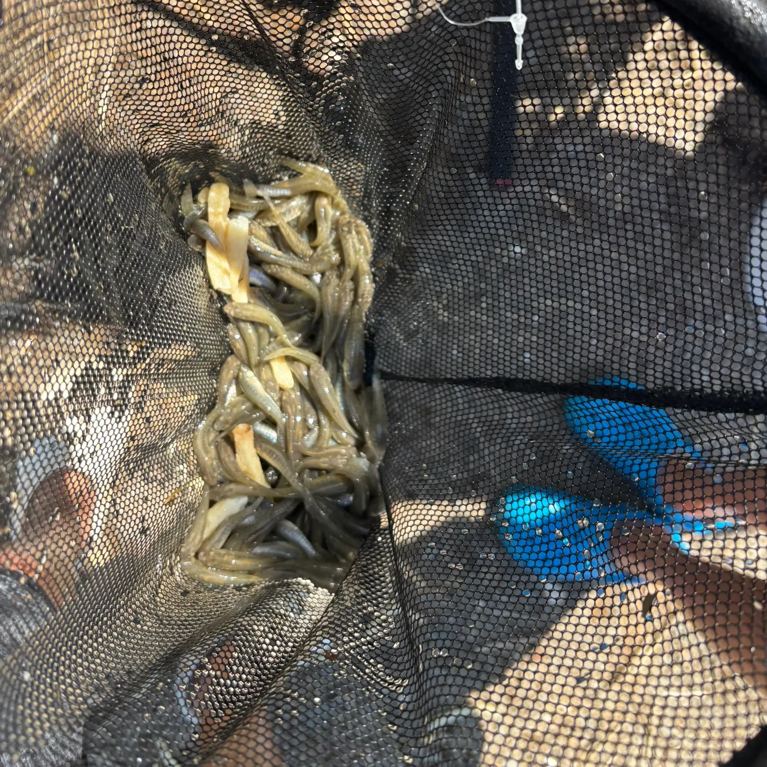 Bullhead minnow caught on Fishbrain