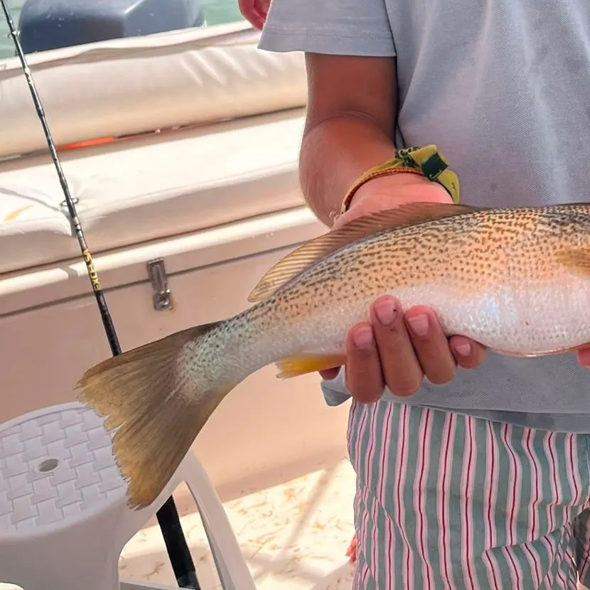 Spotted seatrout caught on Fishbrain
