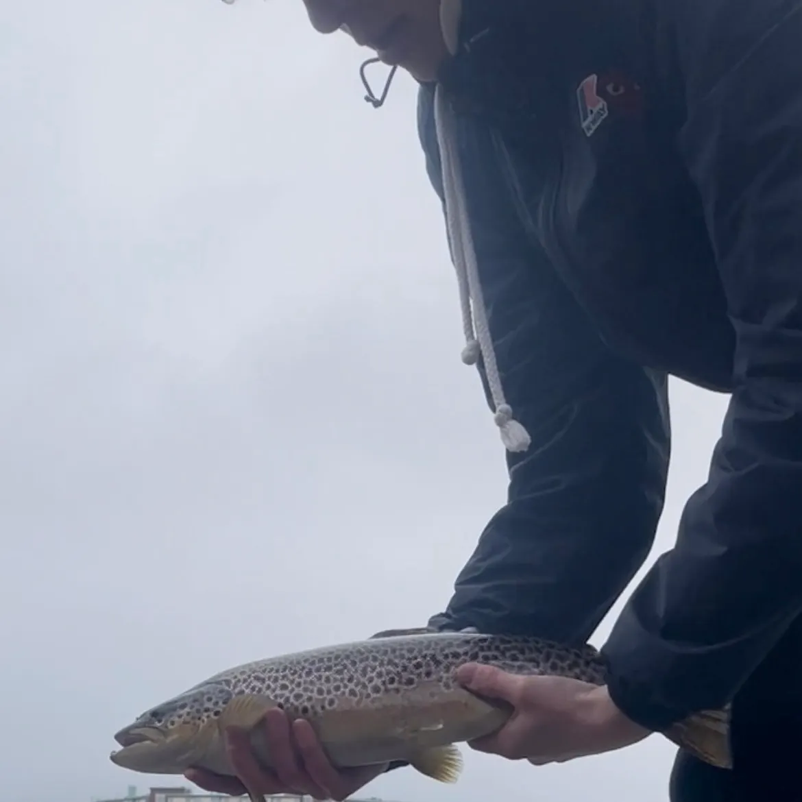 Sea trout caught on Fishbrain