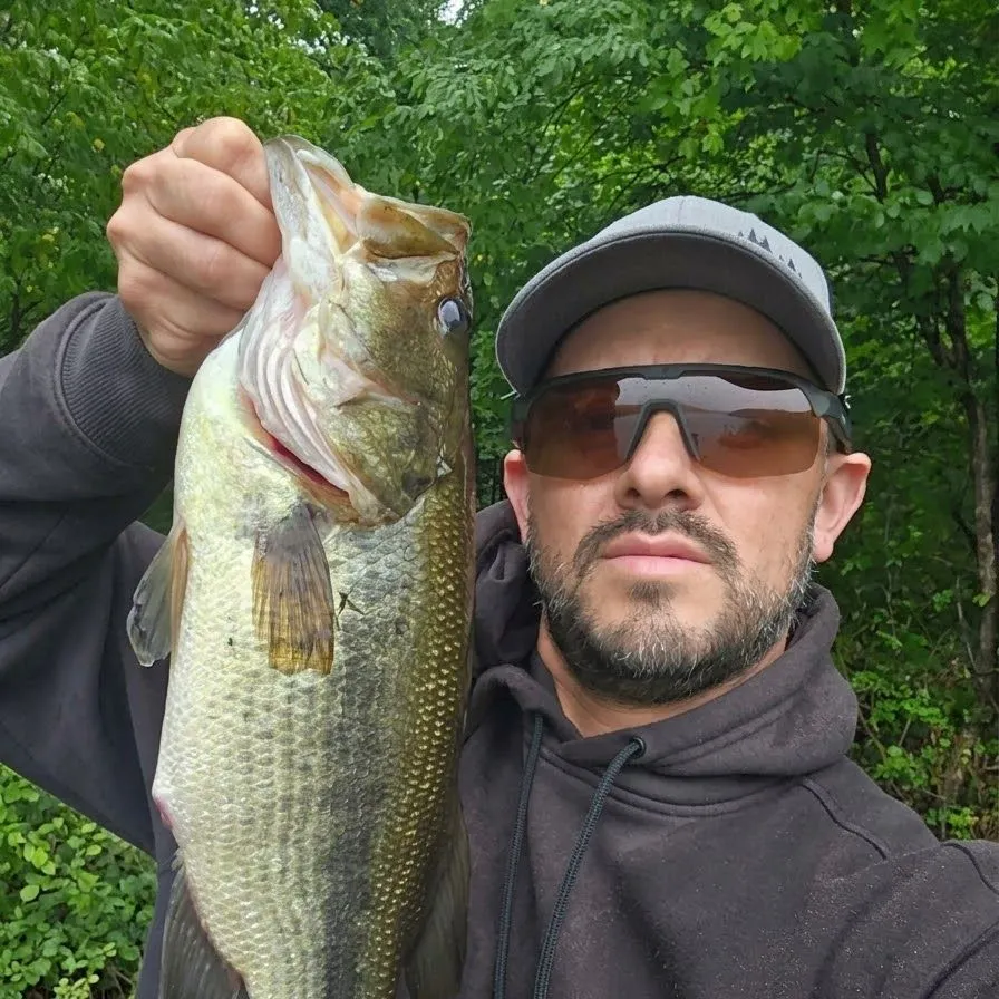 Largemouth bass caught on Fishbrain