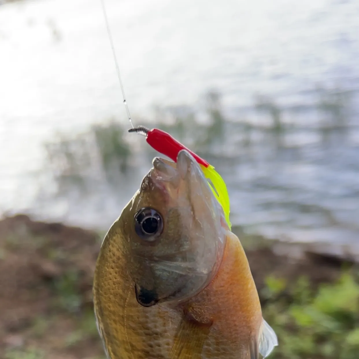 Bluegill caught on Fishbrain