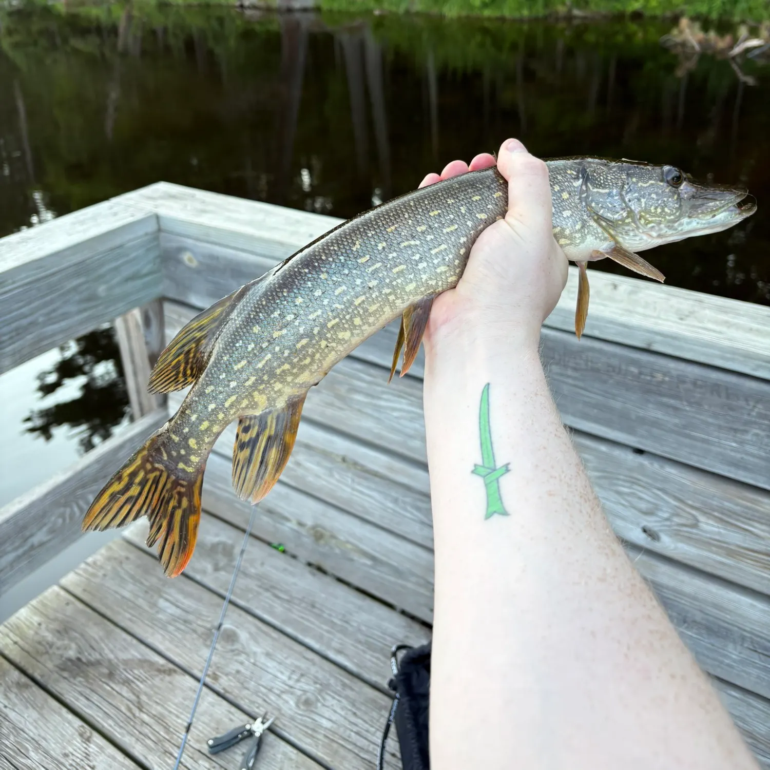 recently logged catches