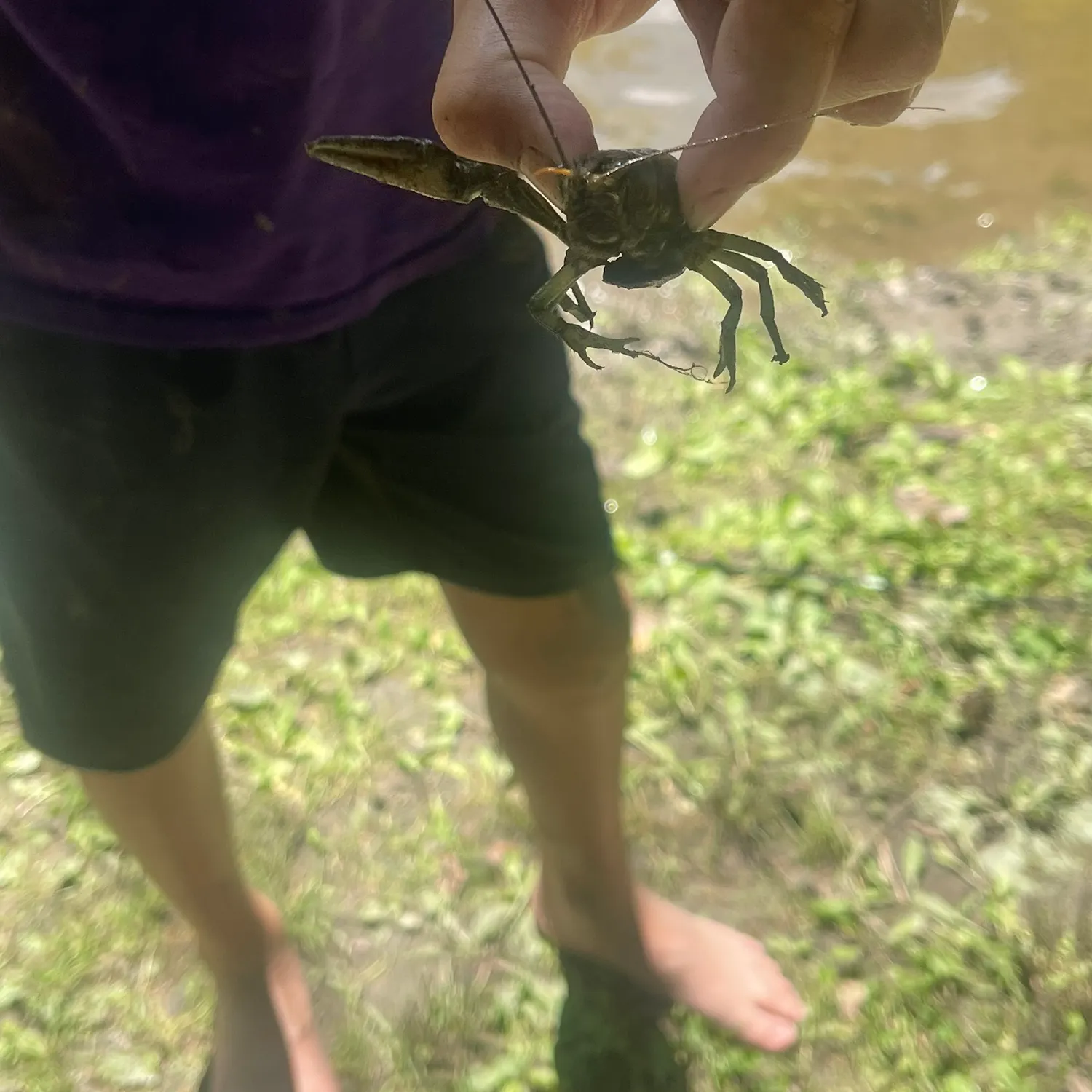 The most recent Signal crayfish catches on Fishbrain