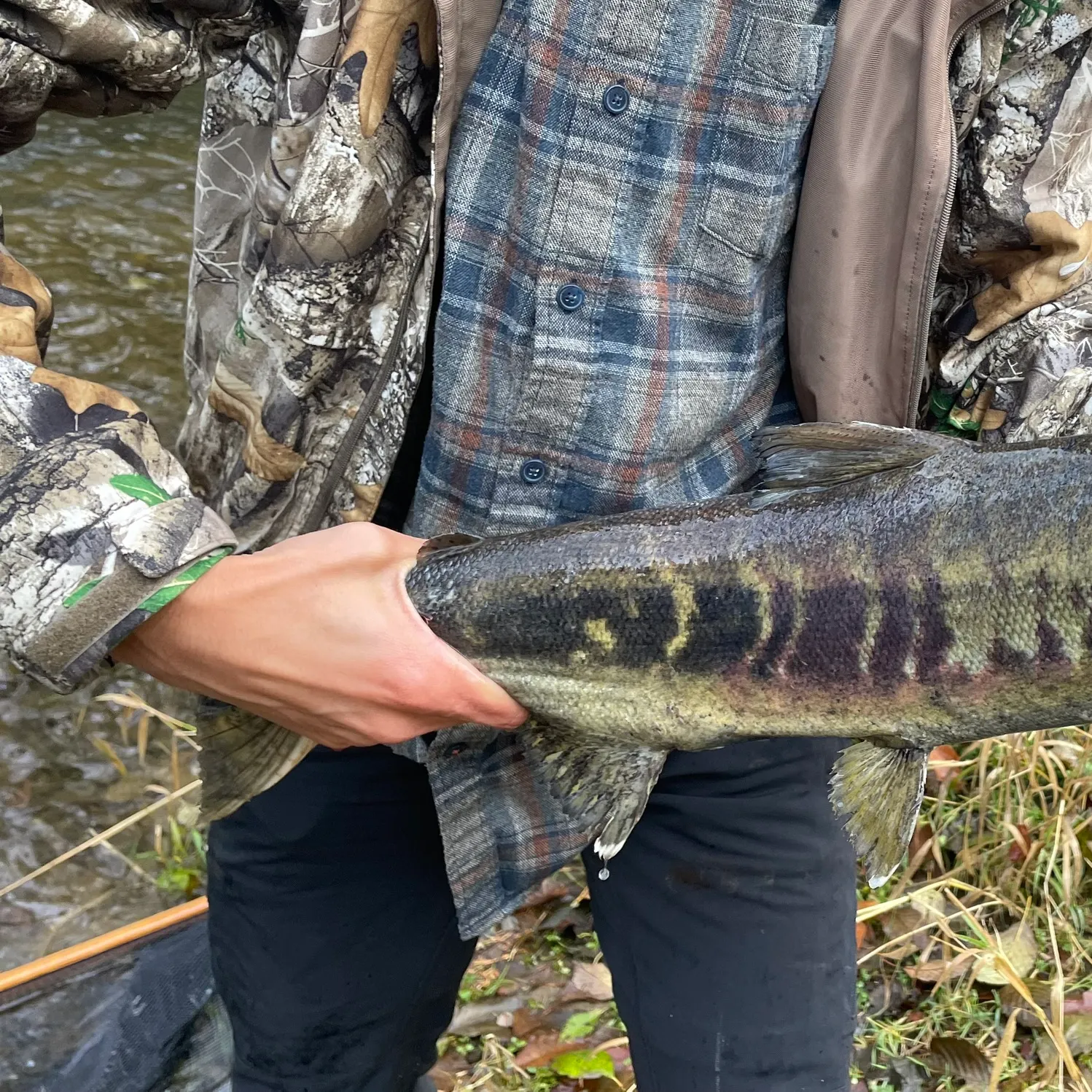 The most recent Chum salmon catches on Fishbrain