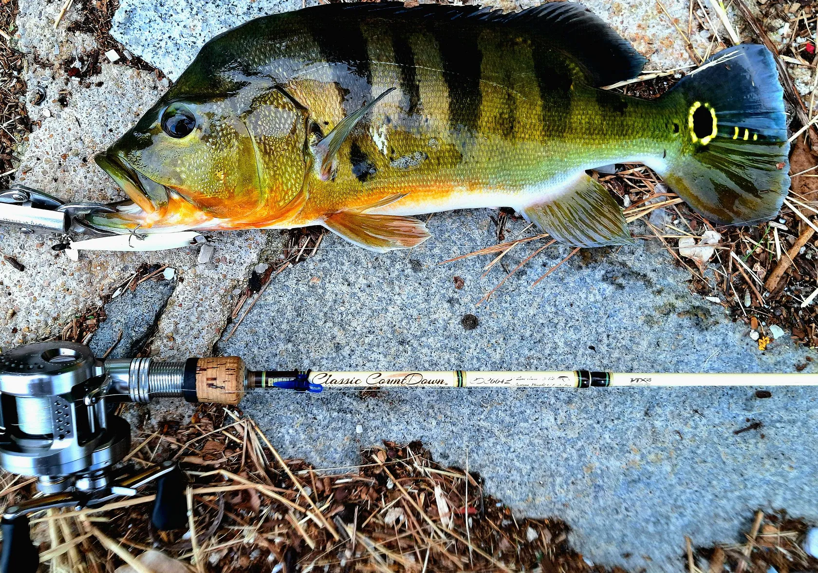 Monoculus peacock bass