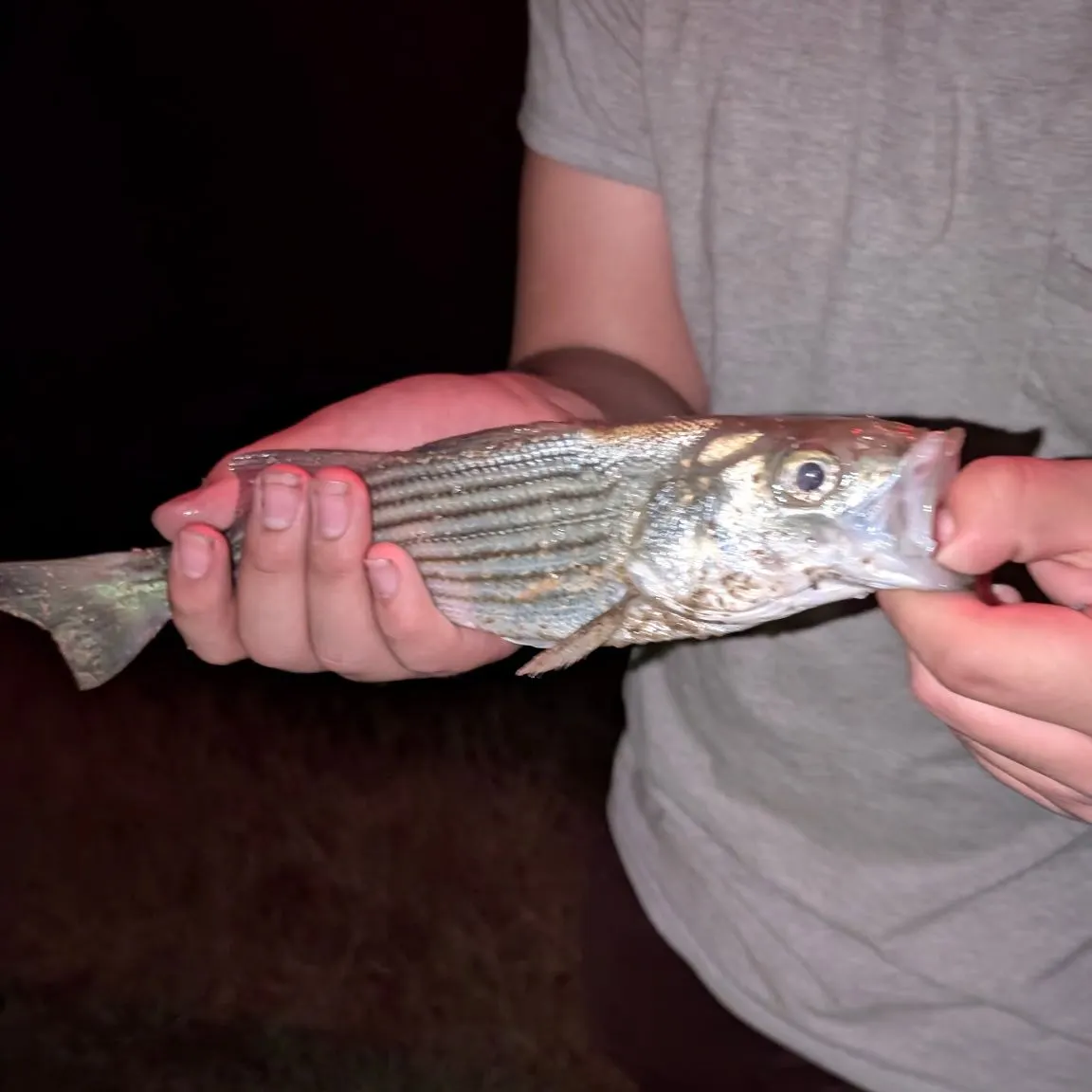 Striped bass caught on Fishbrain