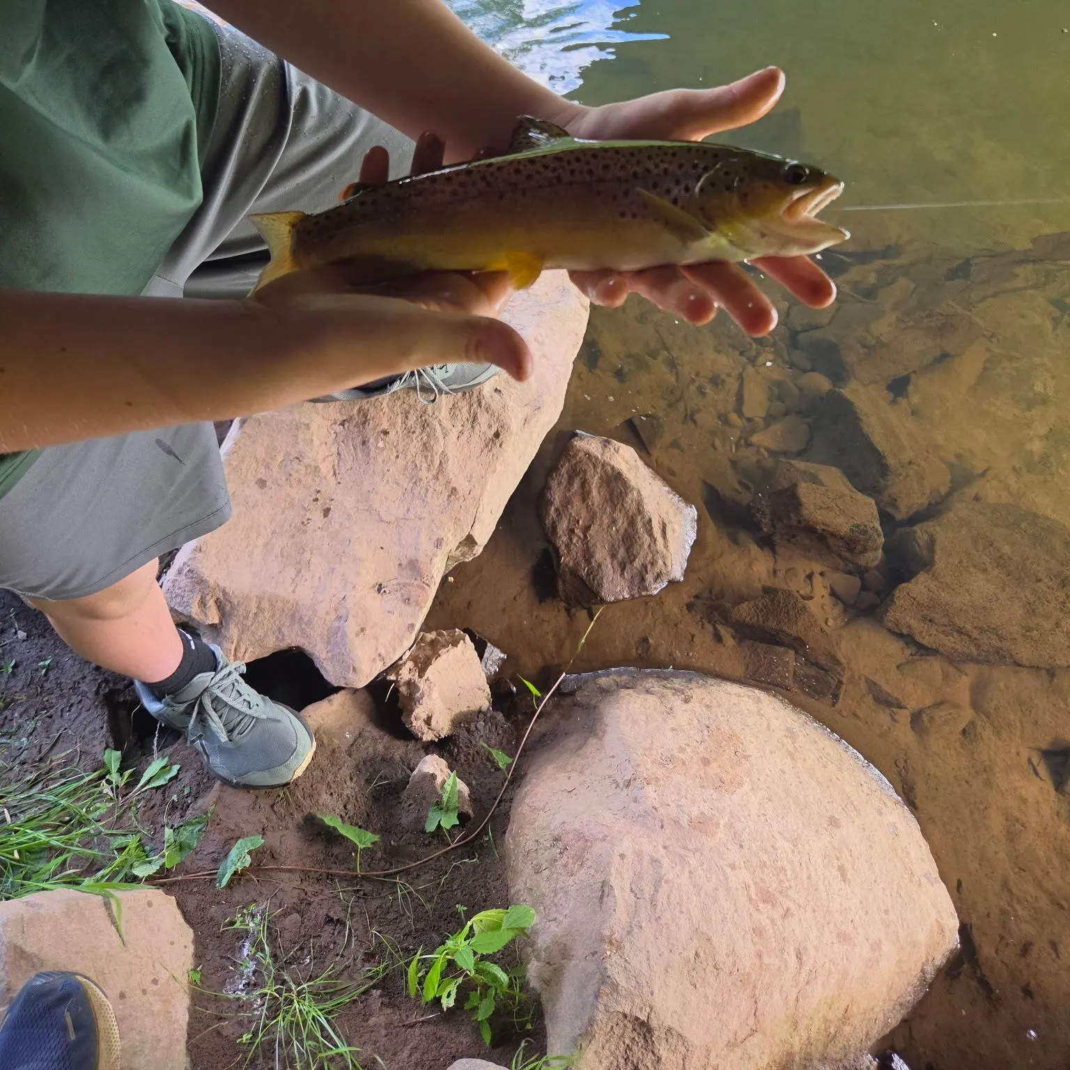 Brown trout caught on Fishbrain