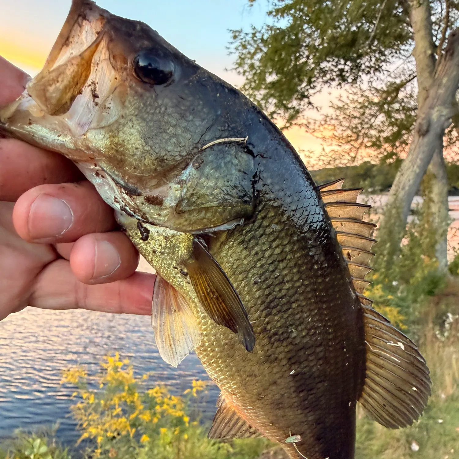 Largemouth bass caught on Fishbrain