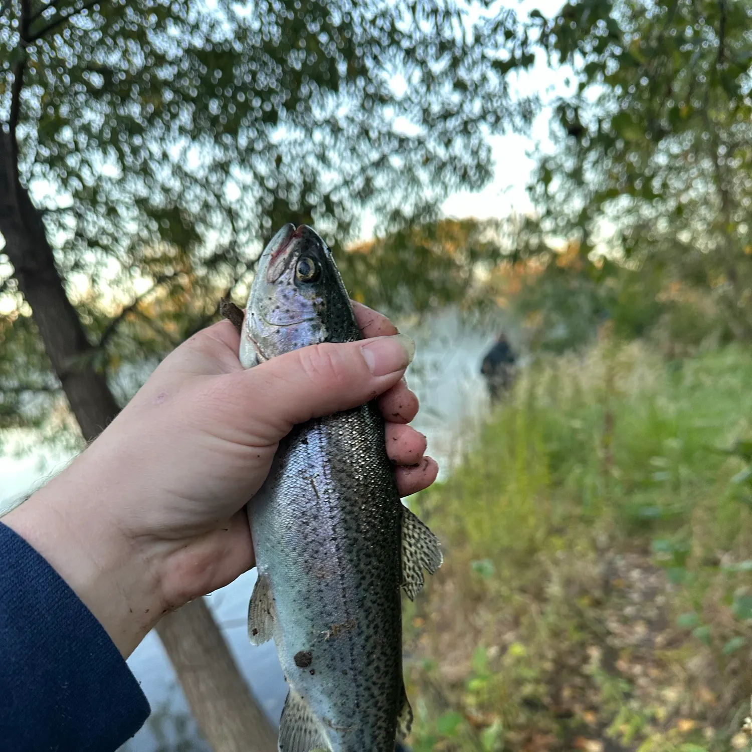 Rainbow trout caught on Fishbrain
