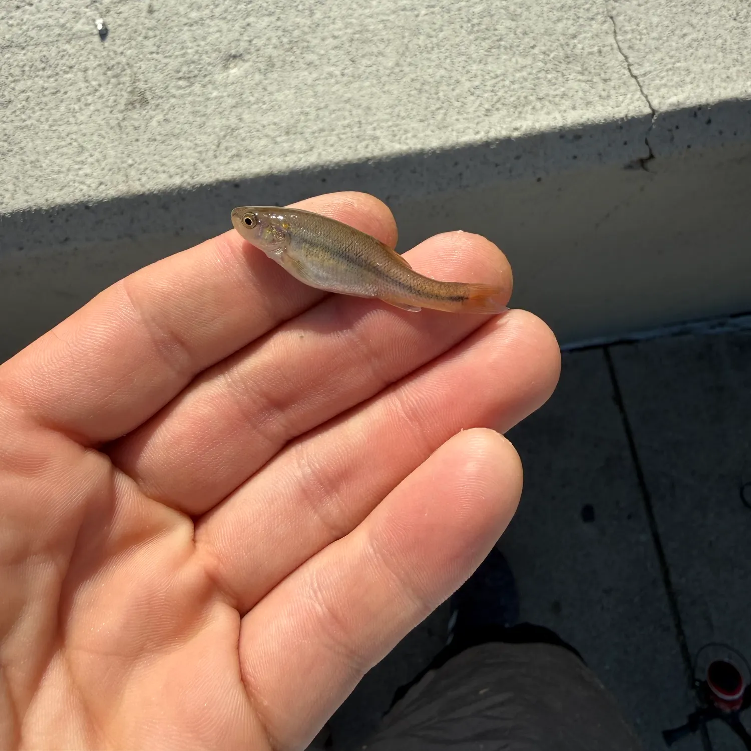 Creek chub caught on Fishbrain
