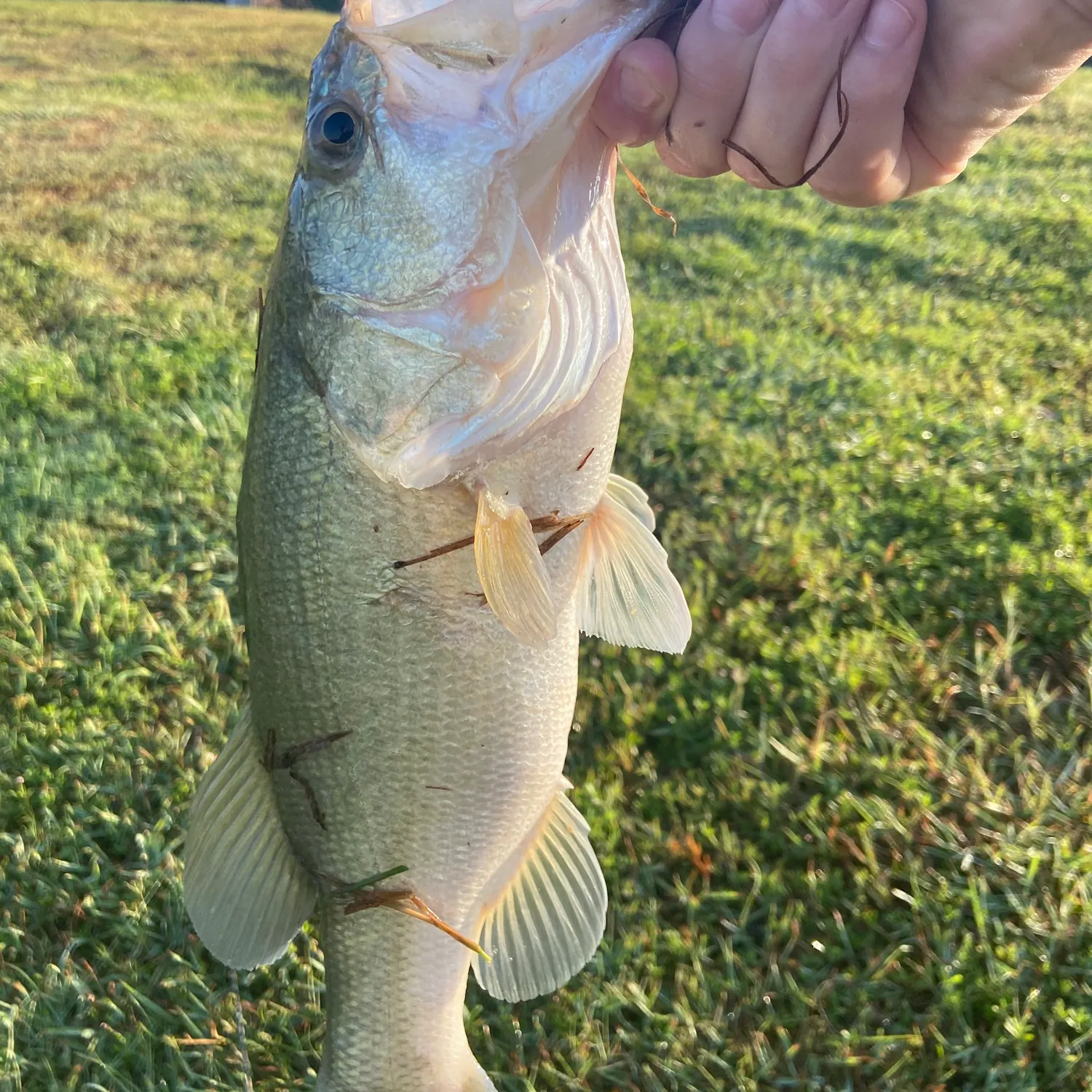 Fish caught on Fishbrain