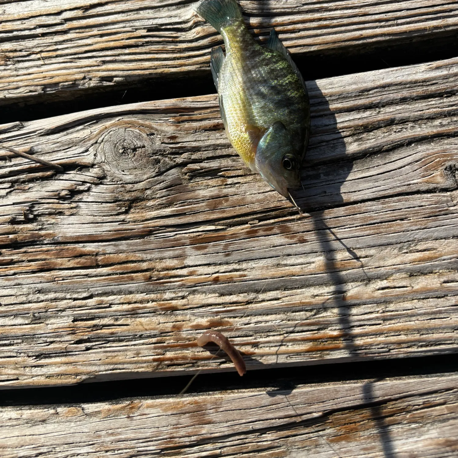 Bluegill caught on Fishbrain