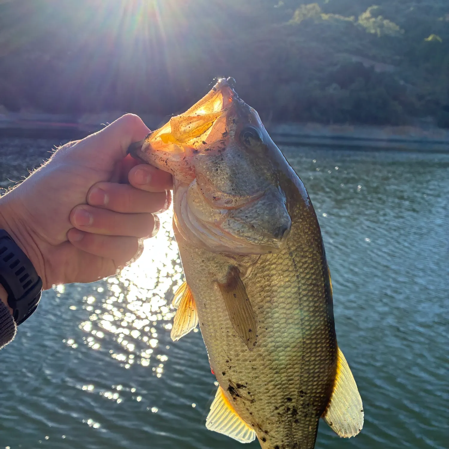 Largemouth bass caught on Fishbrain