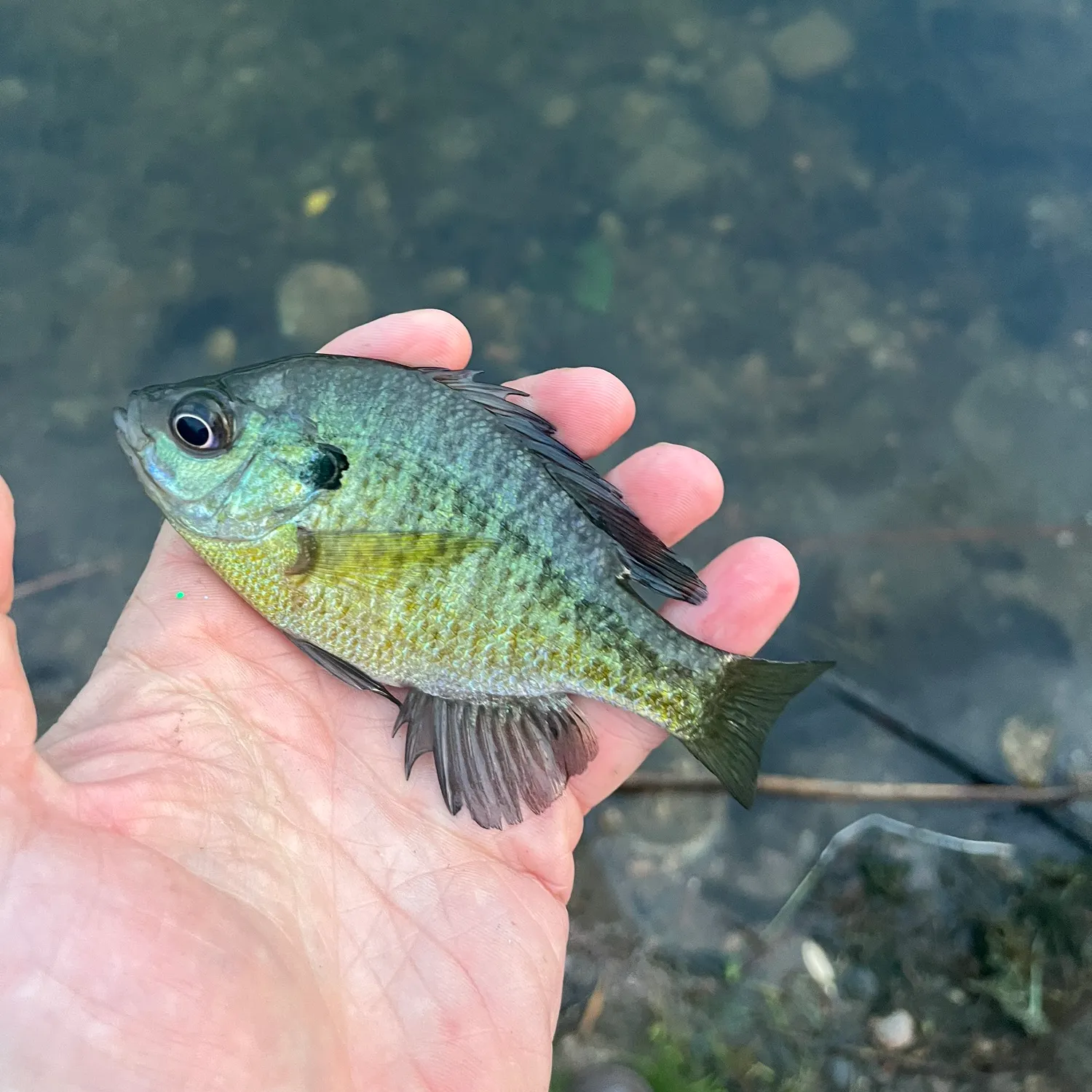 Bluegill caught on Fishbrain