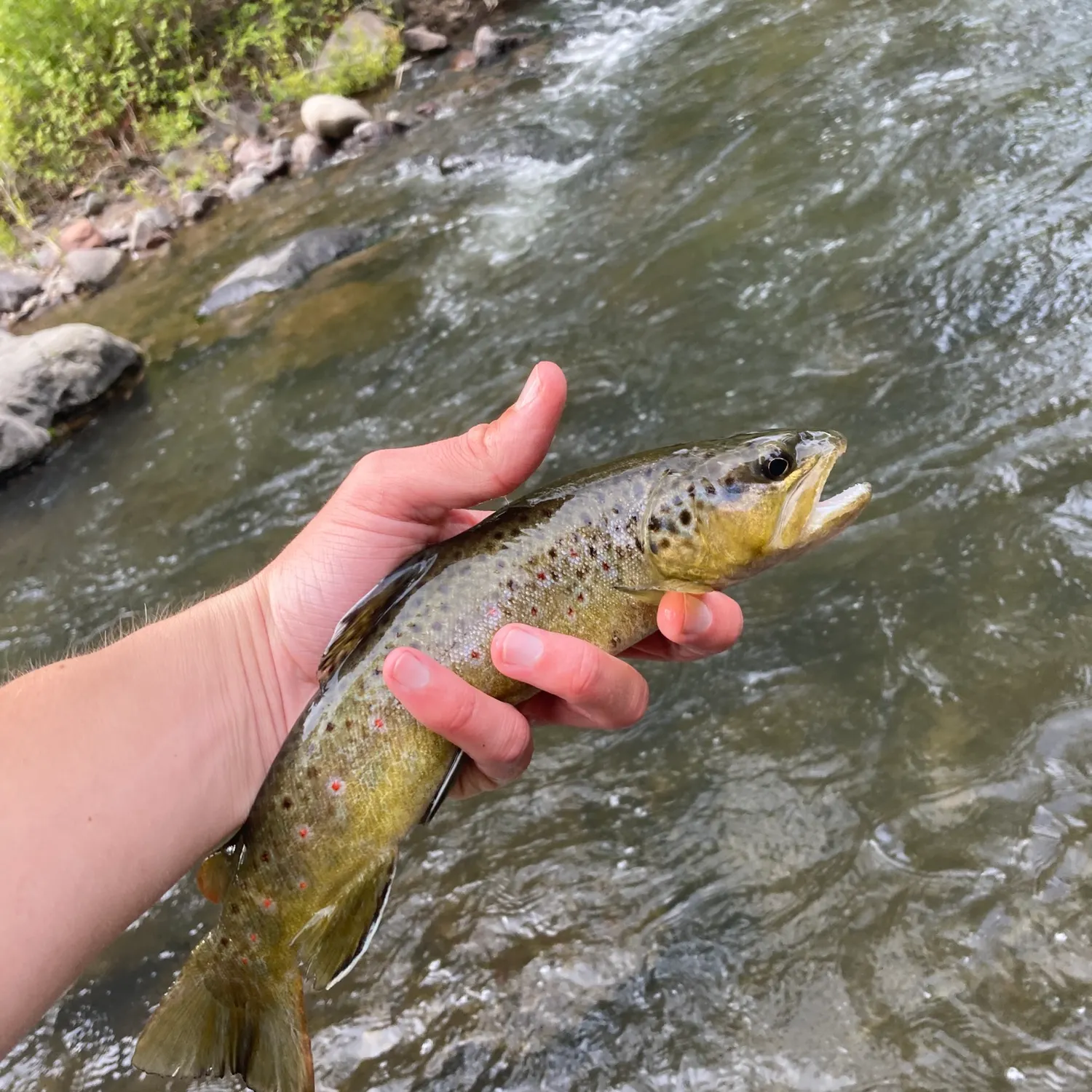 recently logged catches