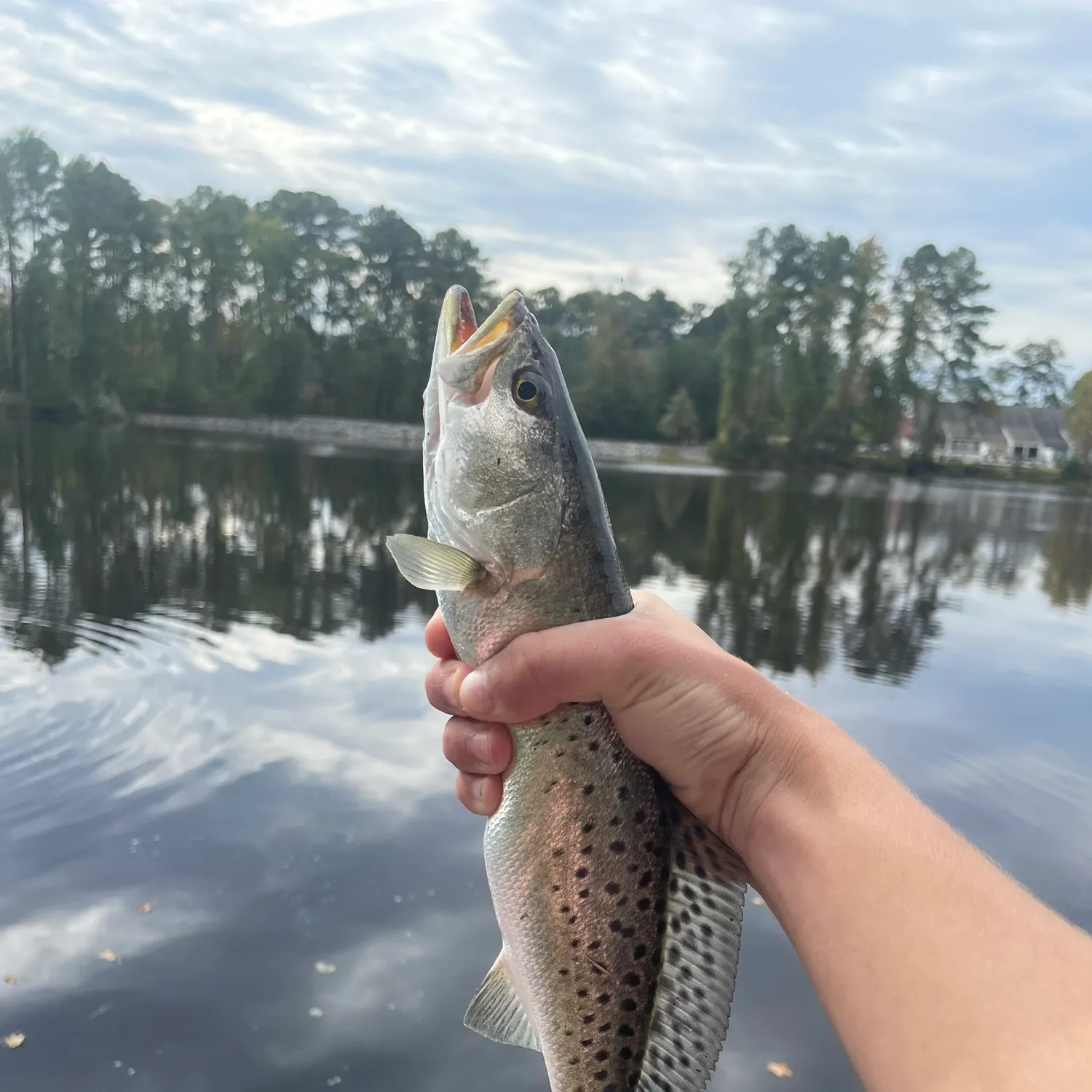 Spotted seatrout caught on Fishbrain