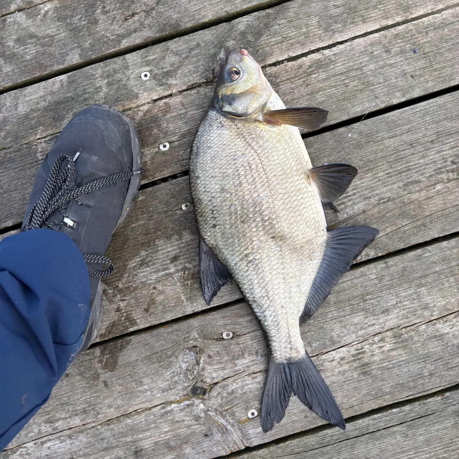The most recent Common bream catches on Fishbrain