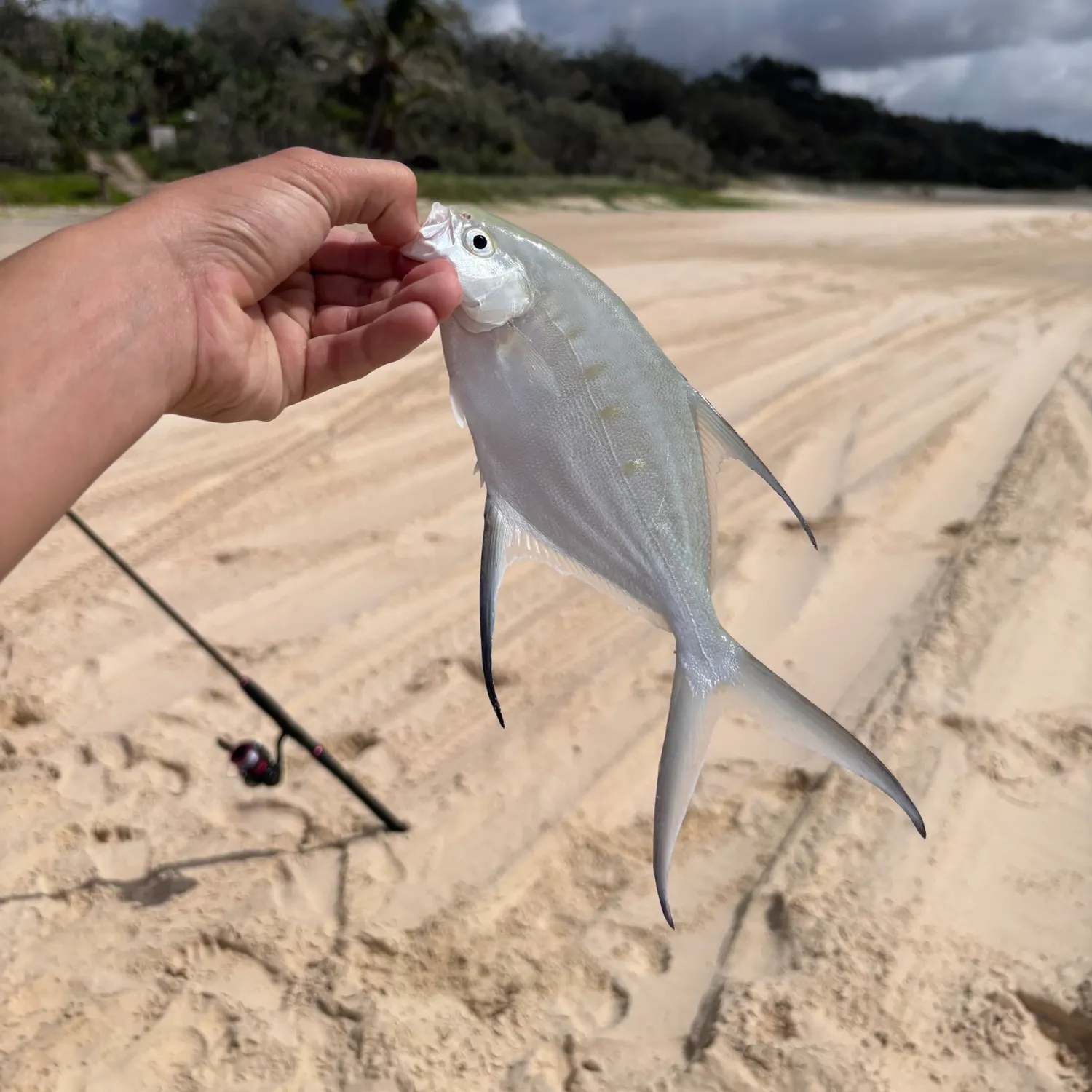 The most recent Swallowtail dart catches on Fishbrain
