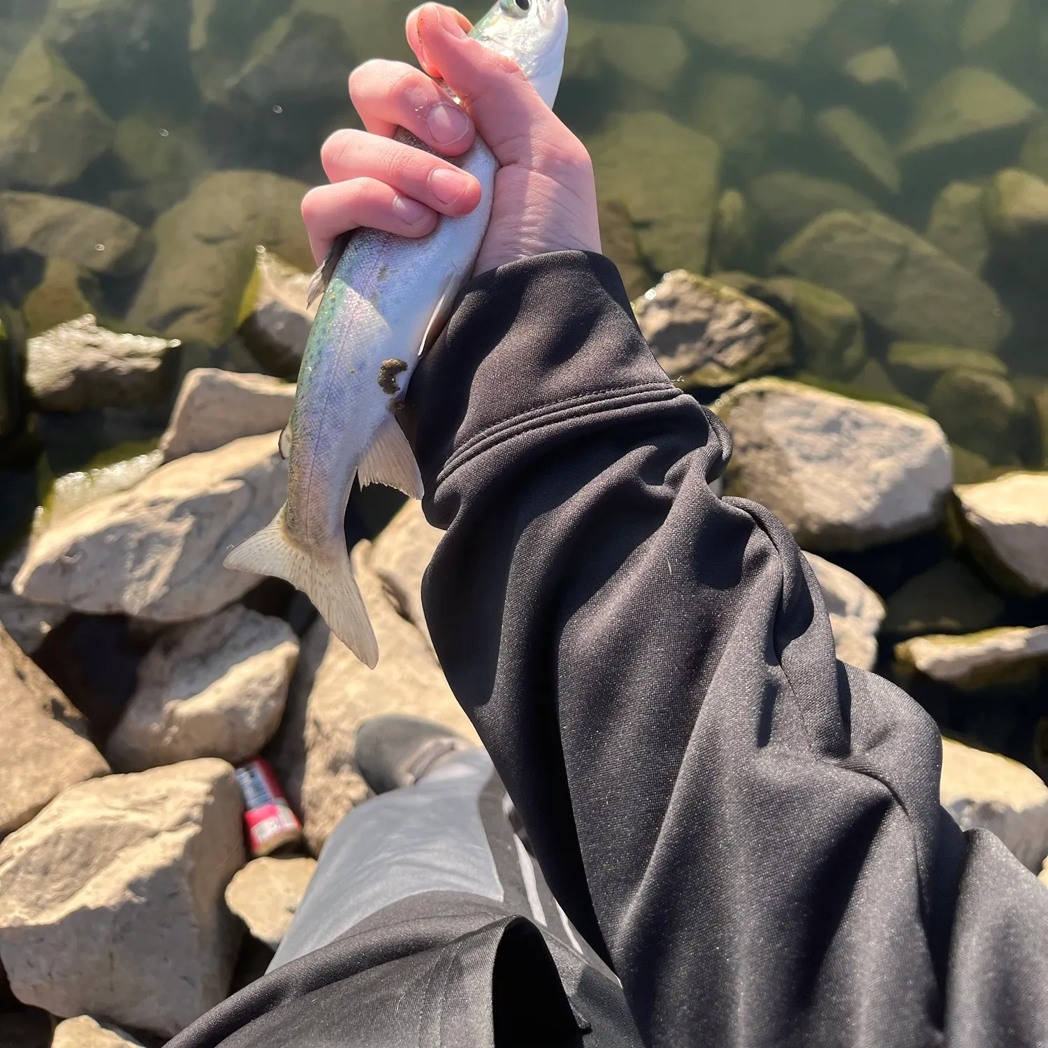 Rainbow trout caught on Fishbrain