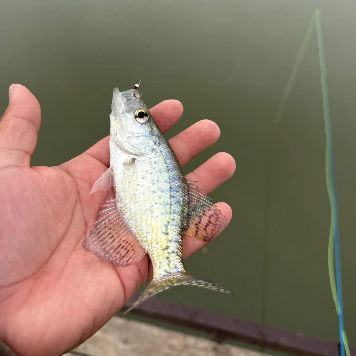 White crappie caught on Fishbrain