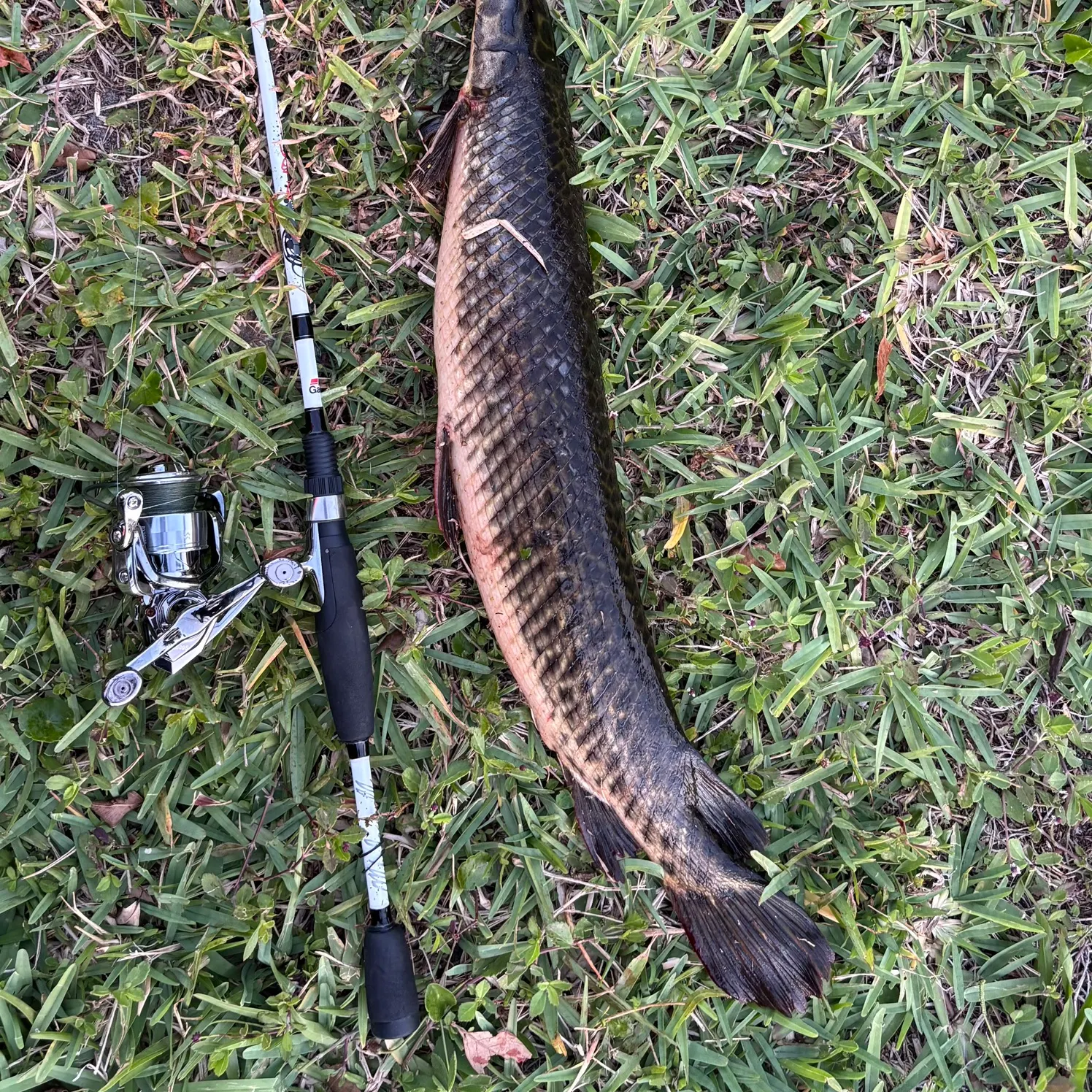 The most recent Florida gar catches on Fishbrain