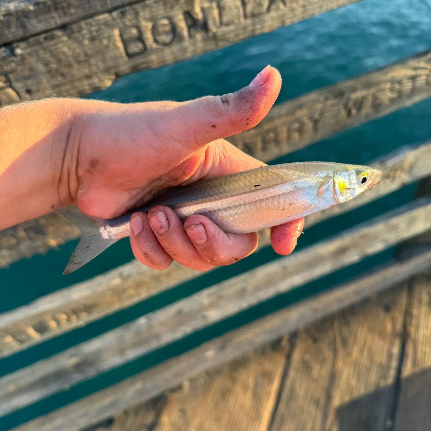 The most recent Topsmelt silverside catches on Fishbrain