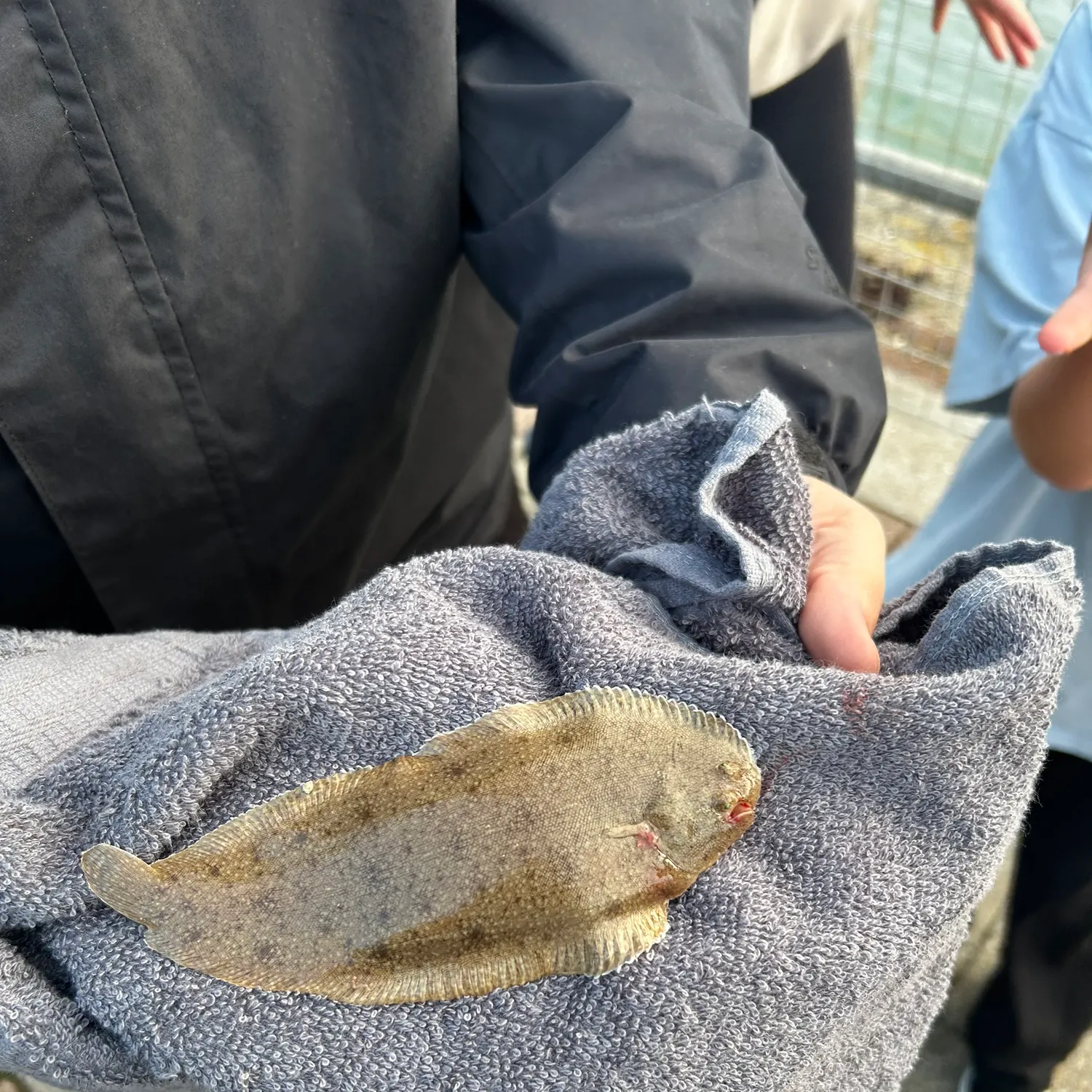 The most recent Common sole catches on Fishbrain