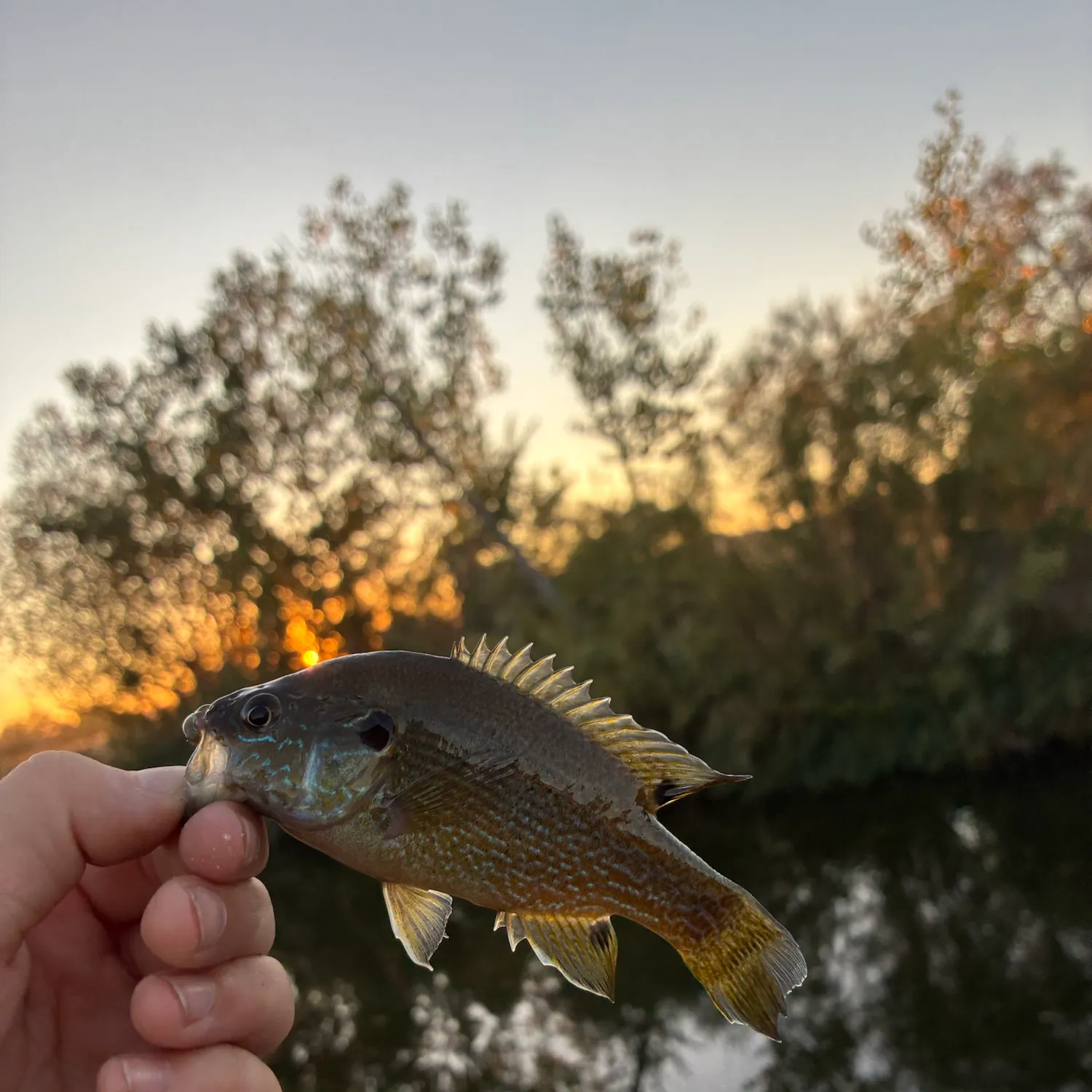 Bluegill caught on Fishbrain