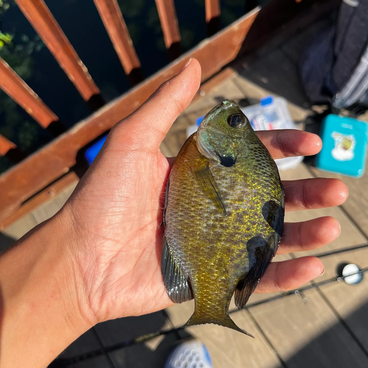 Bluegill caught on Fishbrain