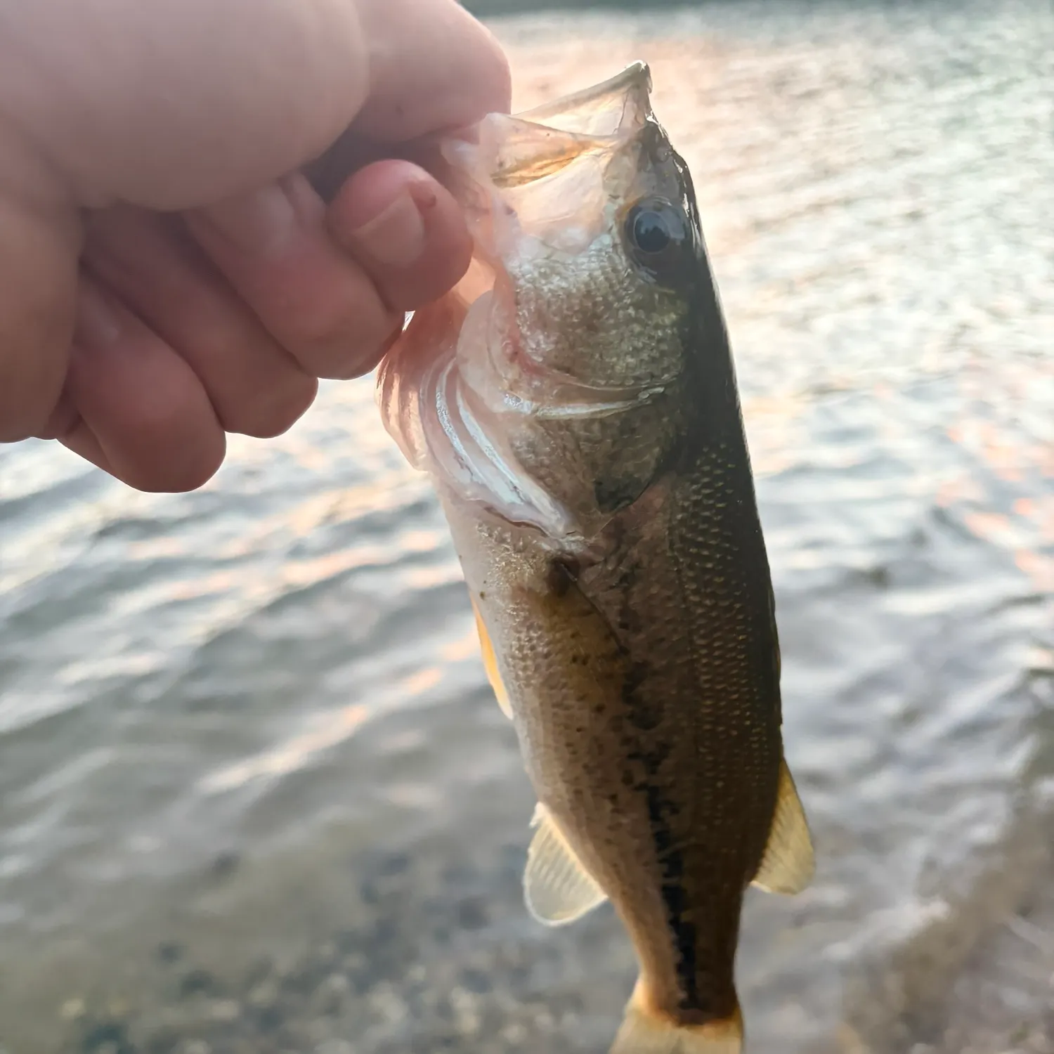 Largemouth bass caught on Fishbrain