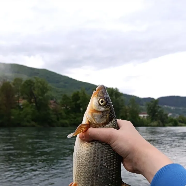 The most recent Common nase catches on Fishbrain