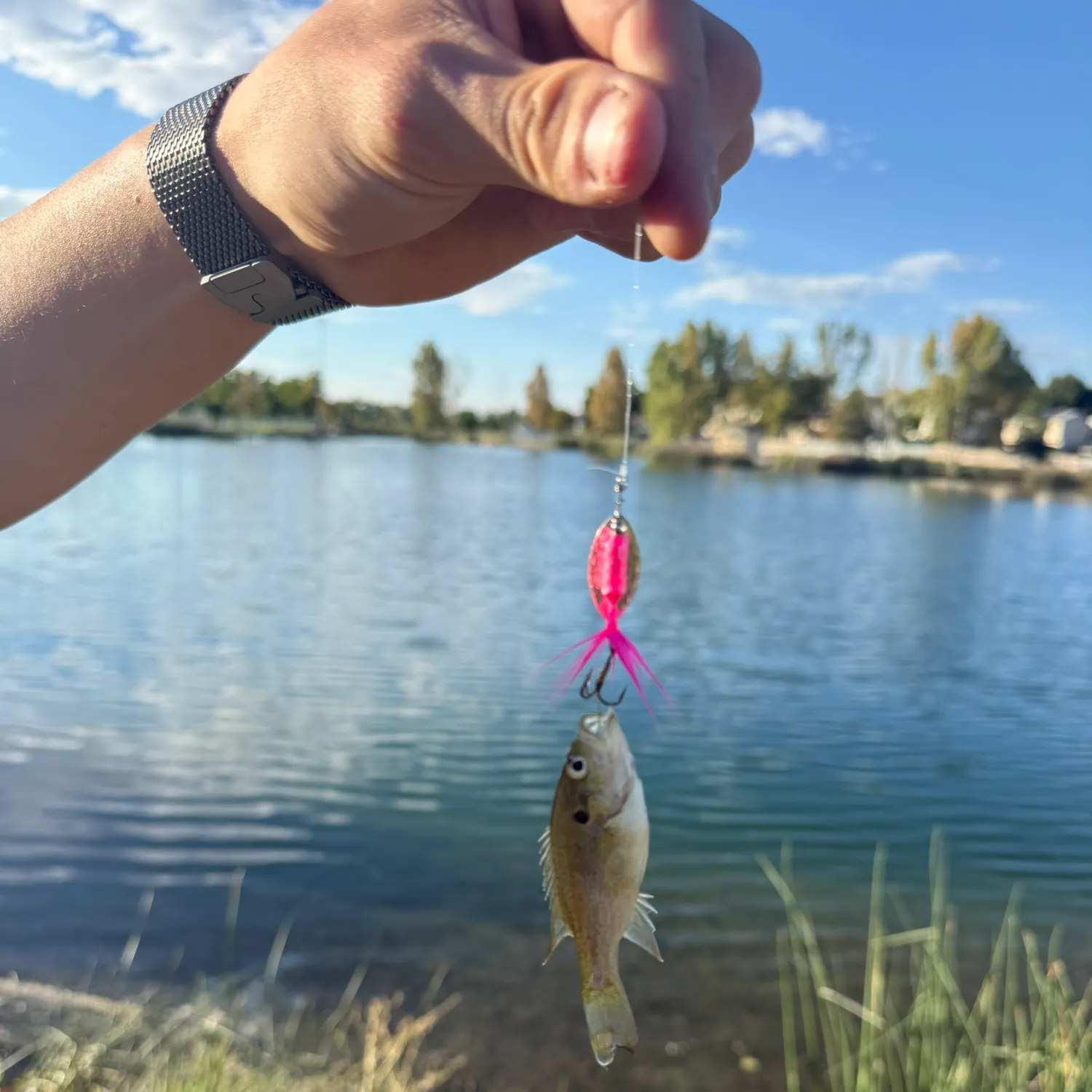 Bluegill caught on Fishbrain