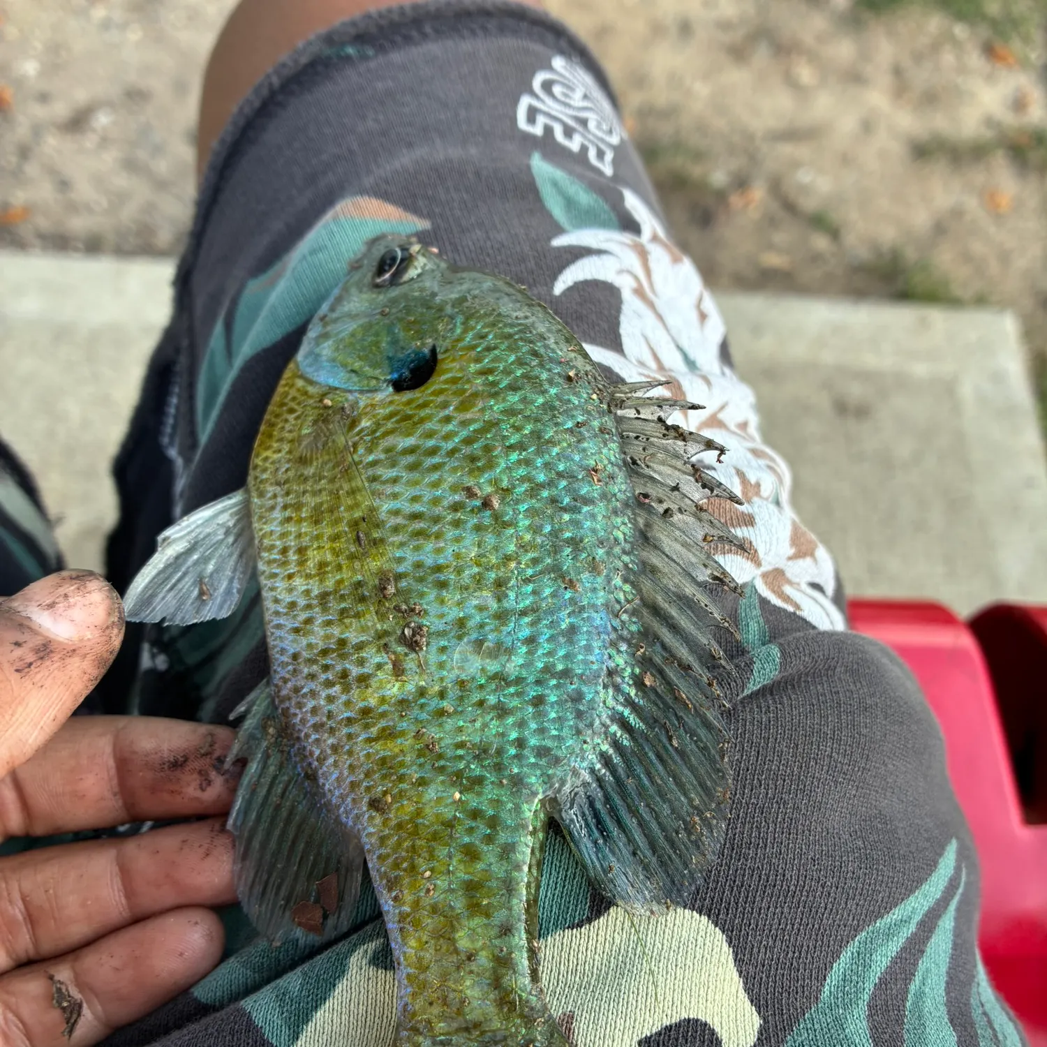 Fish caught on Fishbrain