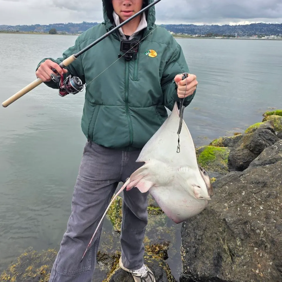 The most recent Bat eagle ray catches on Fishbrain