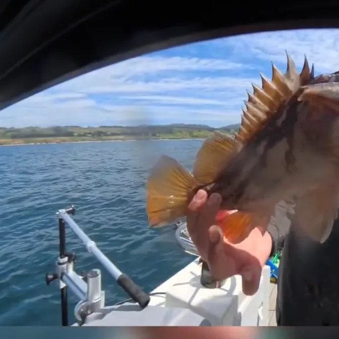The most recent Gopher rockfish catches on Fishbrain