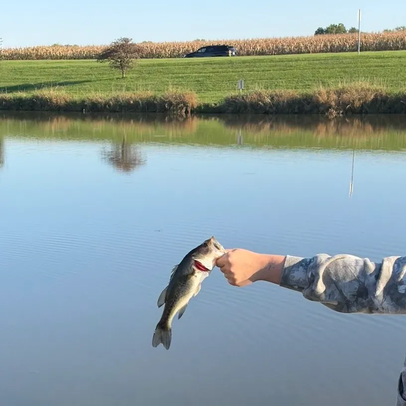 Largemouth bass caught on Fishbrain