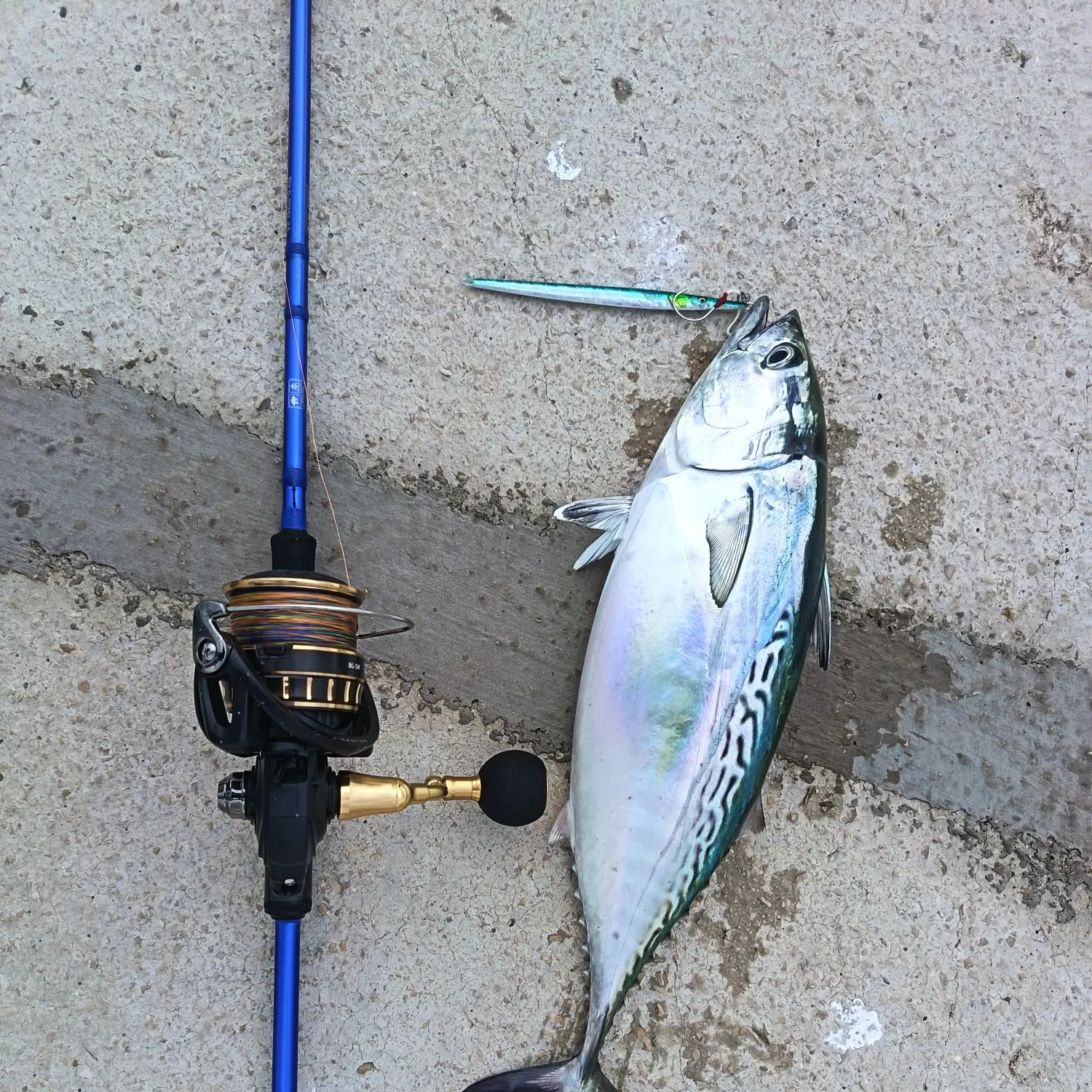 The most recent Little tunny catches on Fishbrain