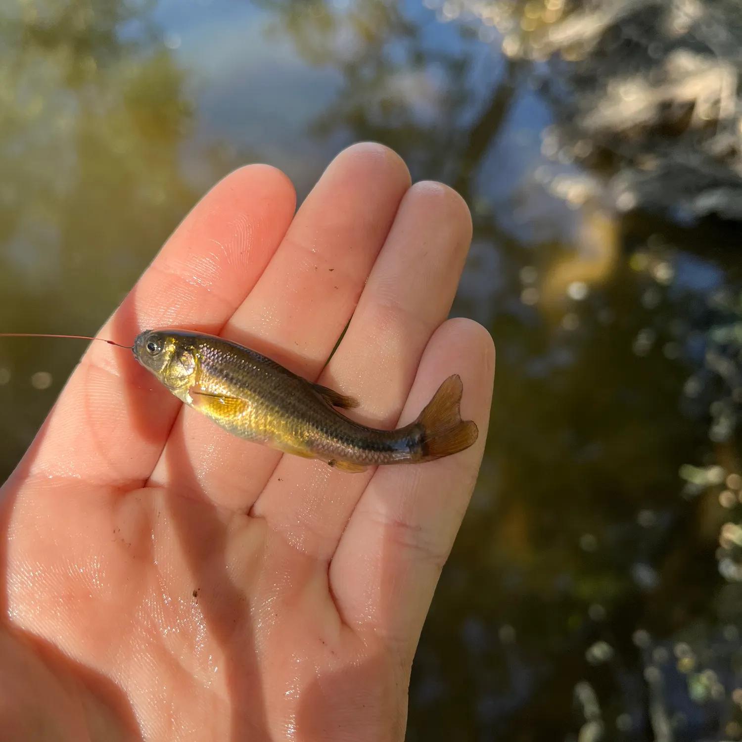 The most recent Fathead minnow catches on Fishbrain