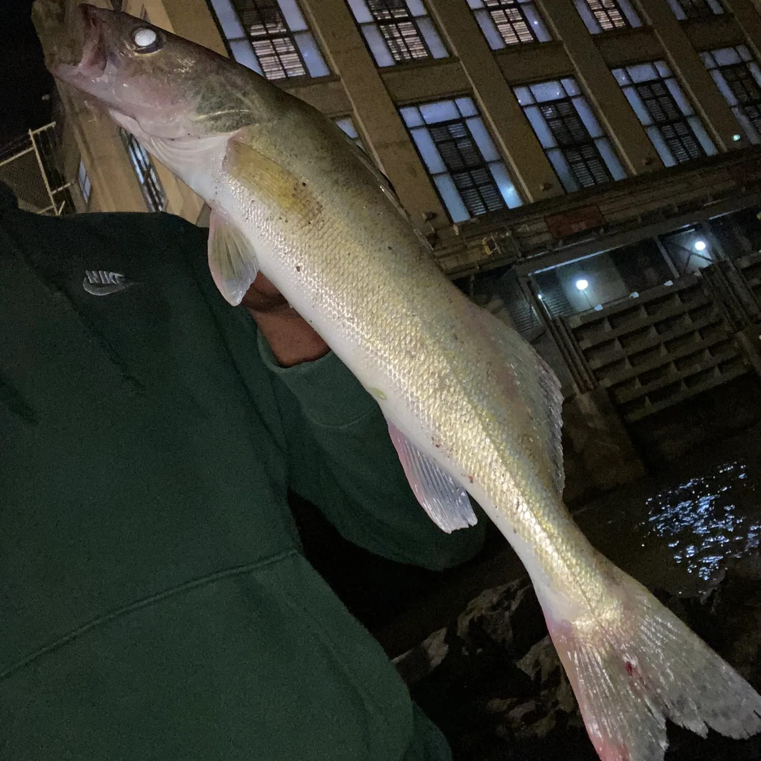 The most recent Walleye catches on Fishbrain